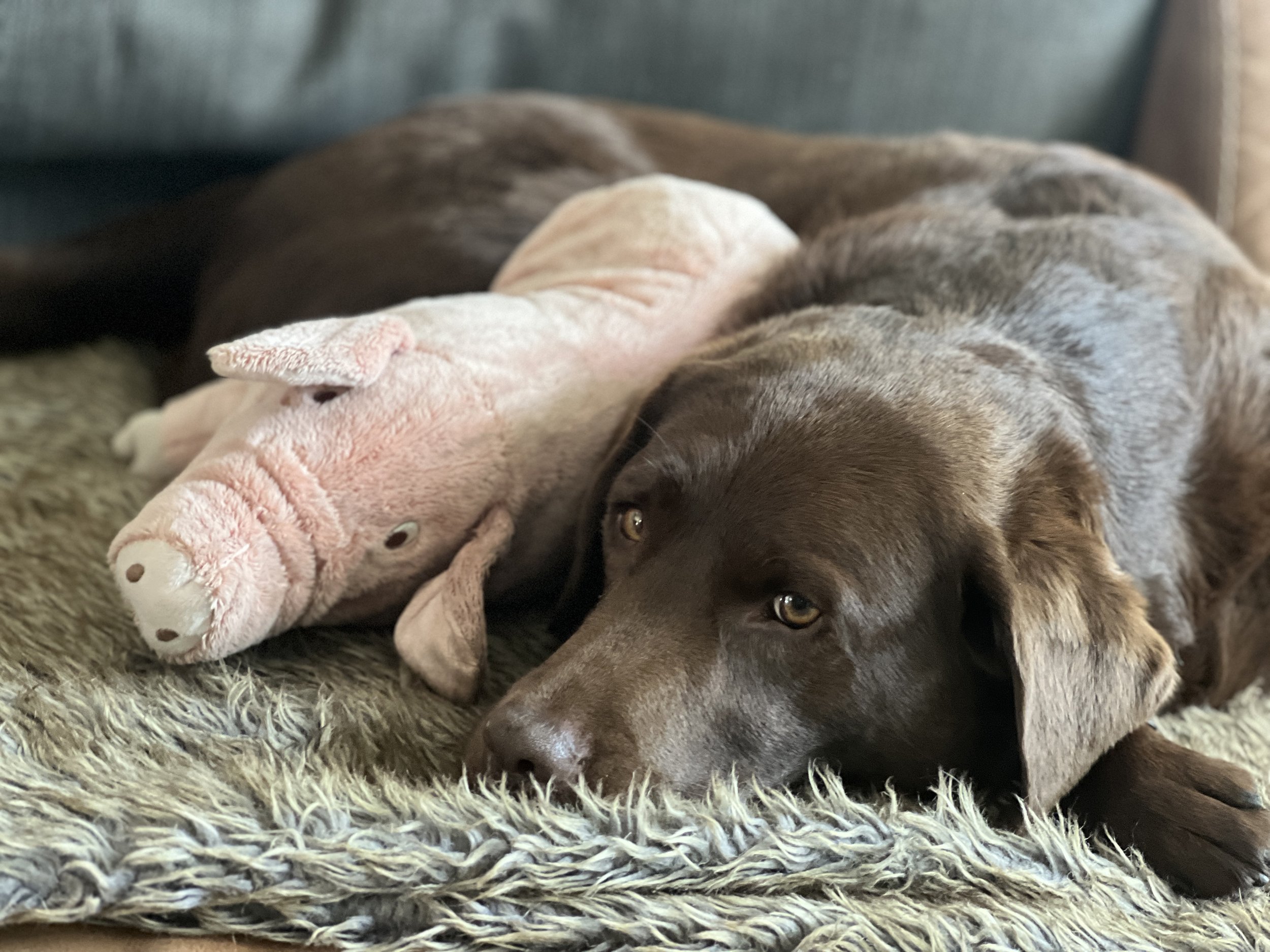 Hondencoaching omgeving Utrecht