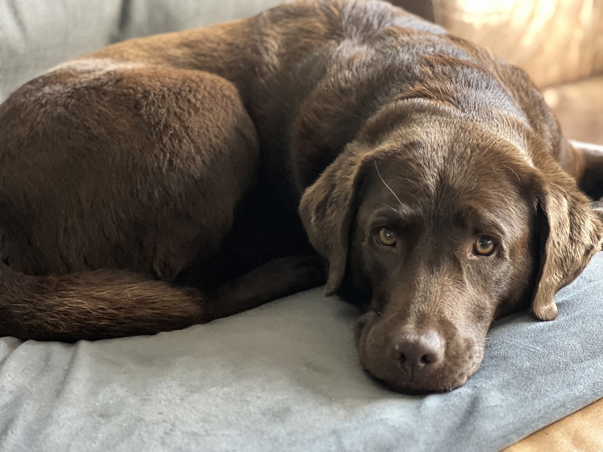 Tarieven sessie coaching met honden