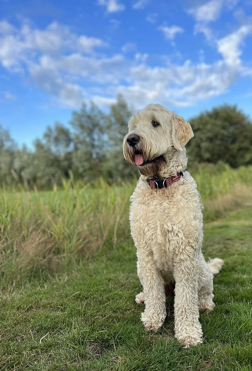Hondencoaching met eigen hond
