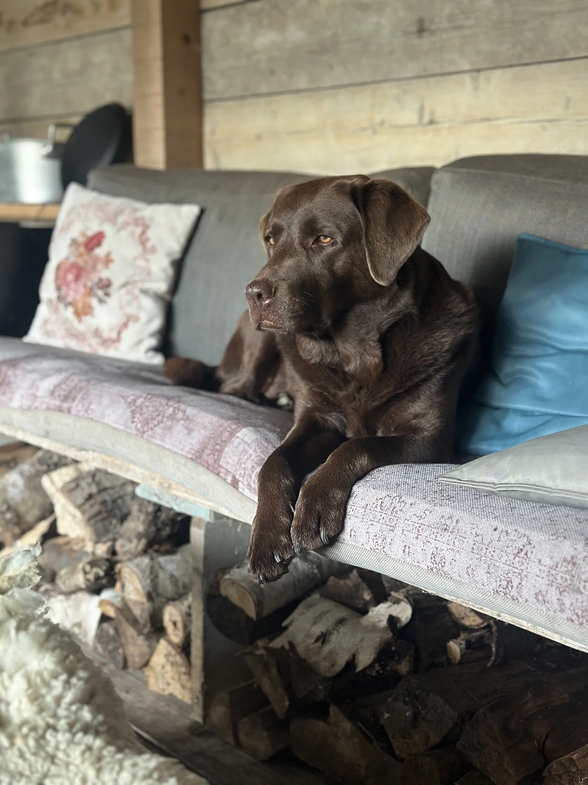 Coaching met honden Groenekan