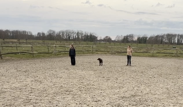 Coaching met honden in de natuur