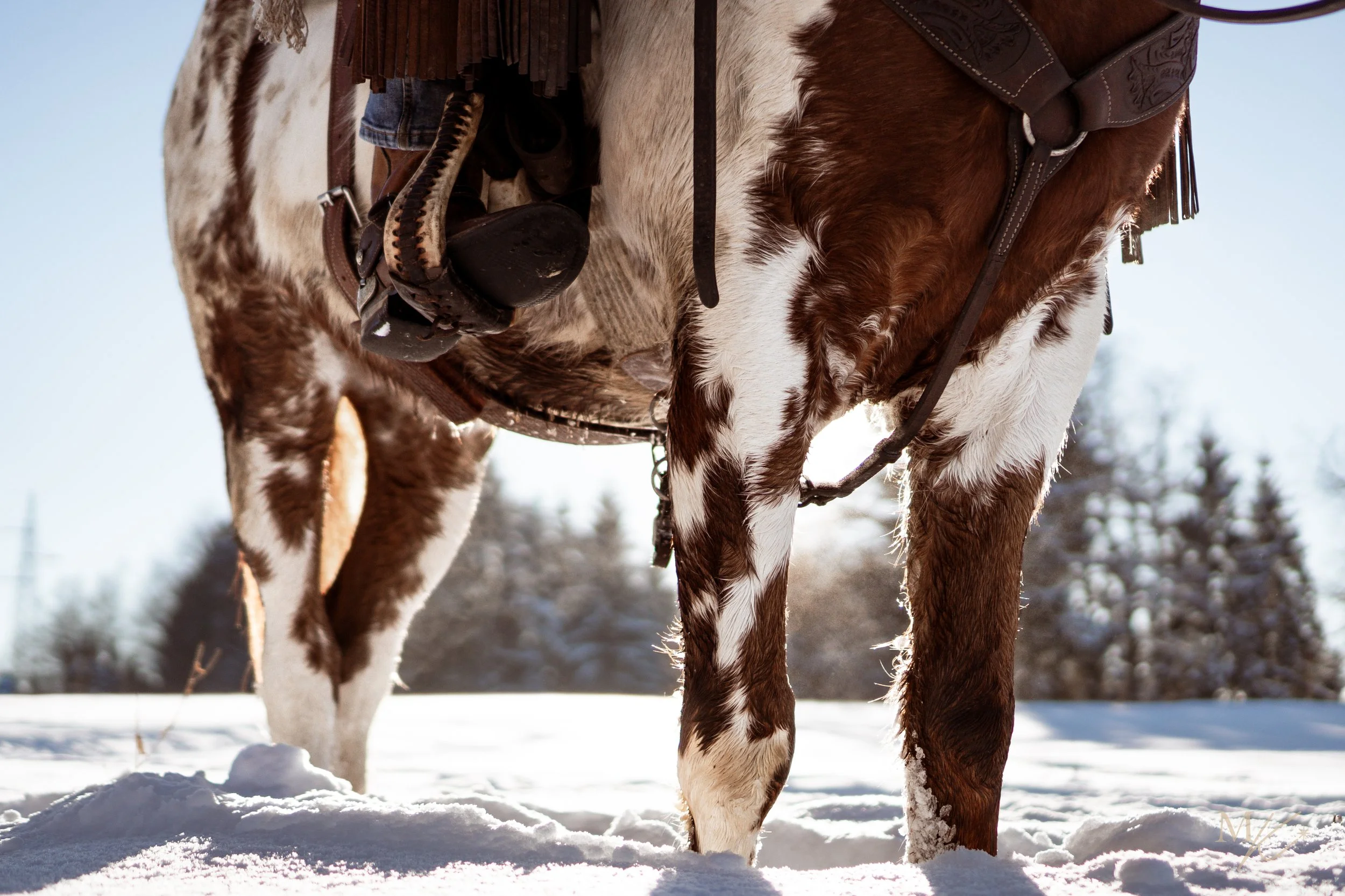 Close-up of a brown and white paint horse standing in snow, with a snowy landscape and trees in the background.