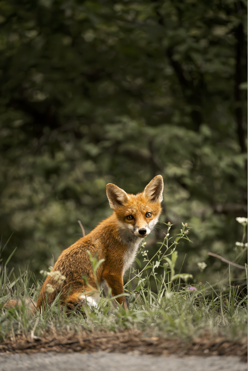 "Little foxy"