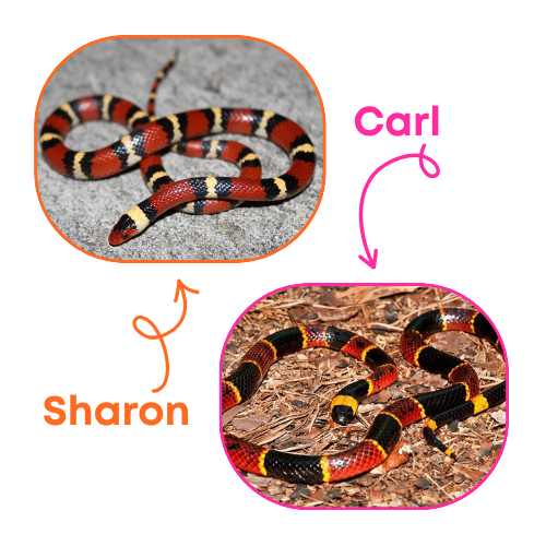 Image of two snakes, labelled as Sharon and Carl. They are both red, yellow, and black striped, but the stripes are in a different order