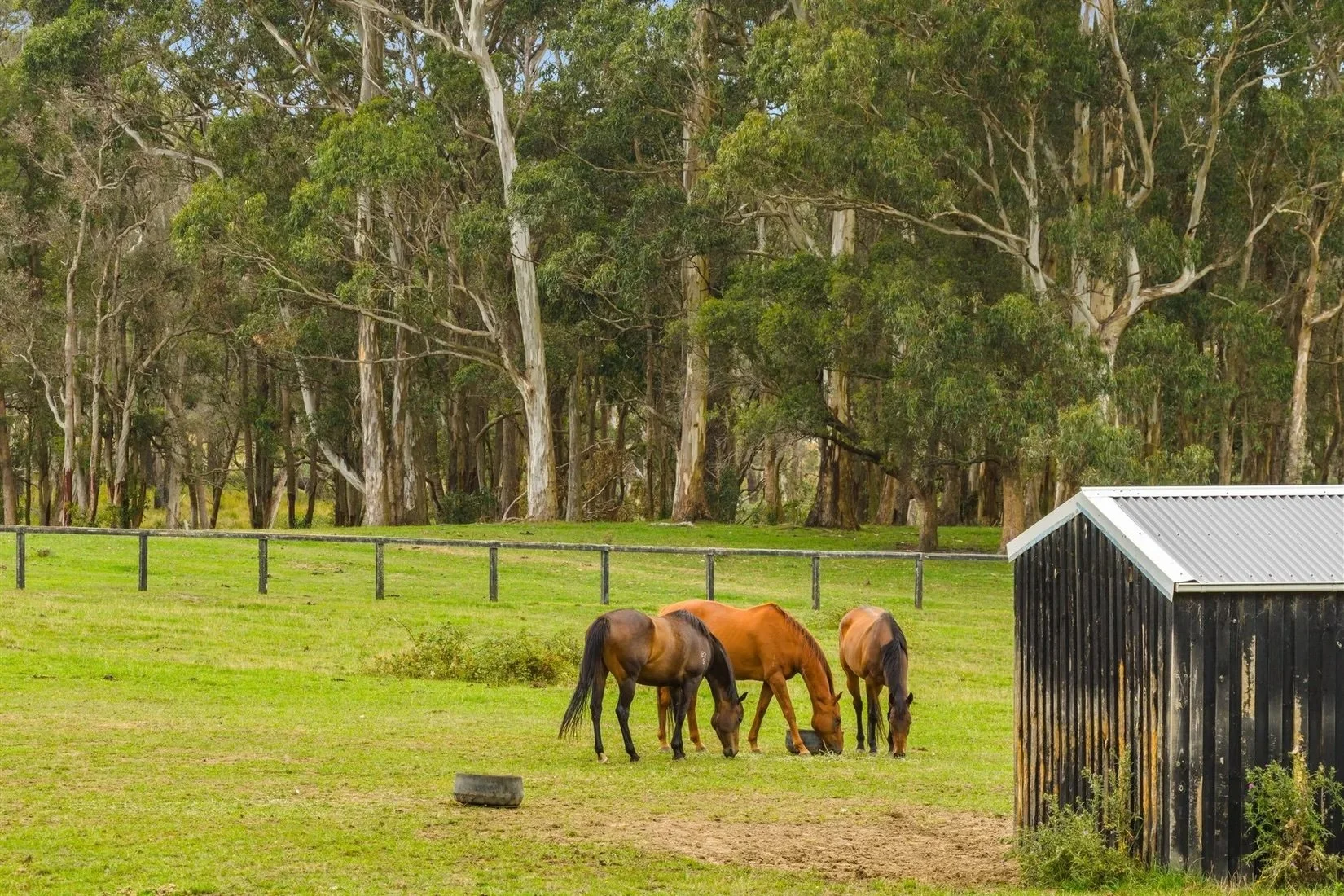 Rural lifestyle with equestrian infrastructure - this is 𝟰𝟴𝟵 𝗡𝗼𝘄𝗿𝗮 𝗥𝗼𝗮𝗱, 𝗠𝗼𝘀𝘀 𝗩𝗮𝗹𝗲 🌲🐴

Perfectly crafted for those who cherish pristine rural living and equine pursuits, this rare lifestyle property is an unmissable opportunity.