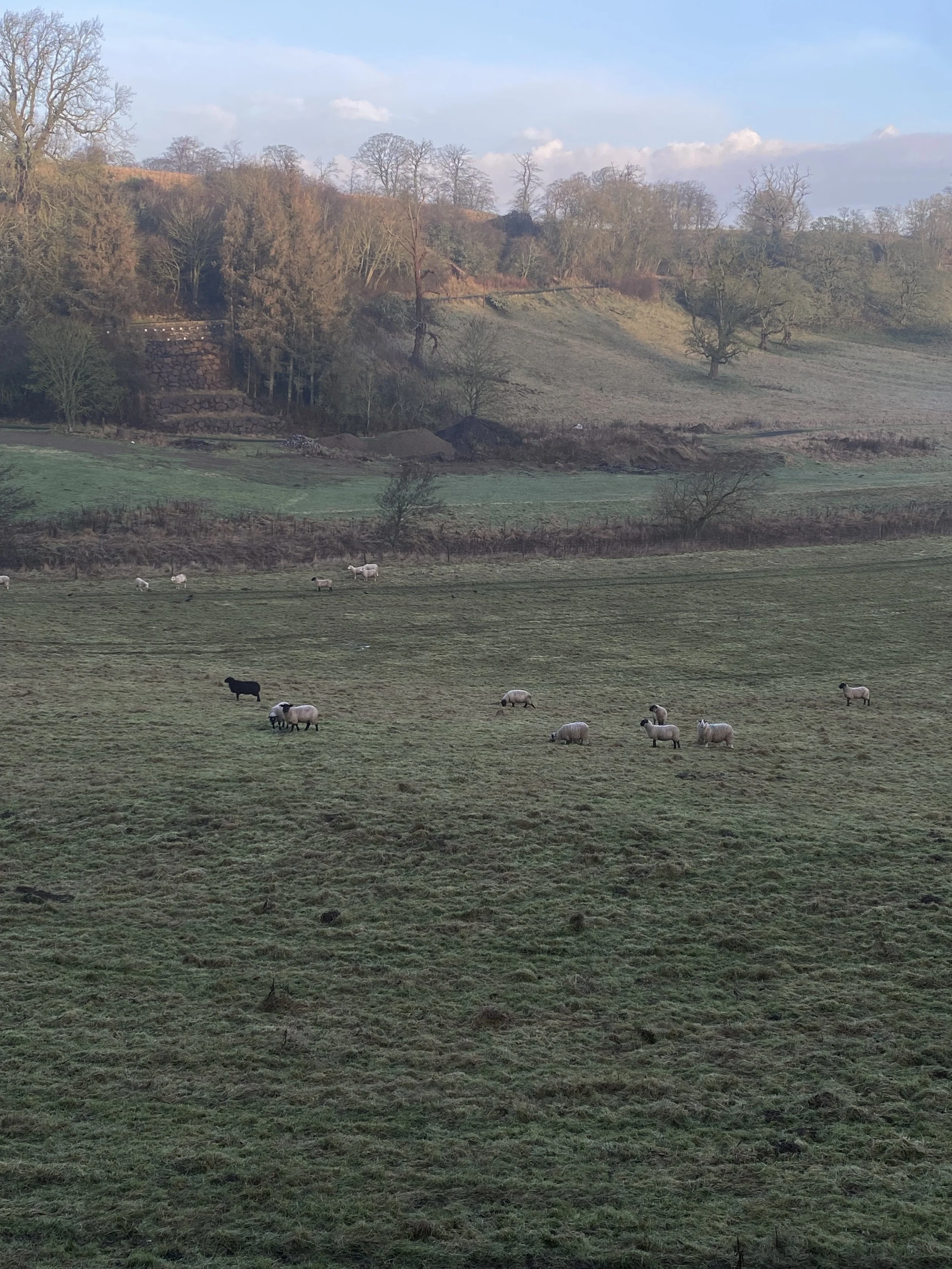 Winter Sheep.jpeg