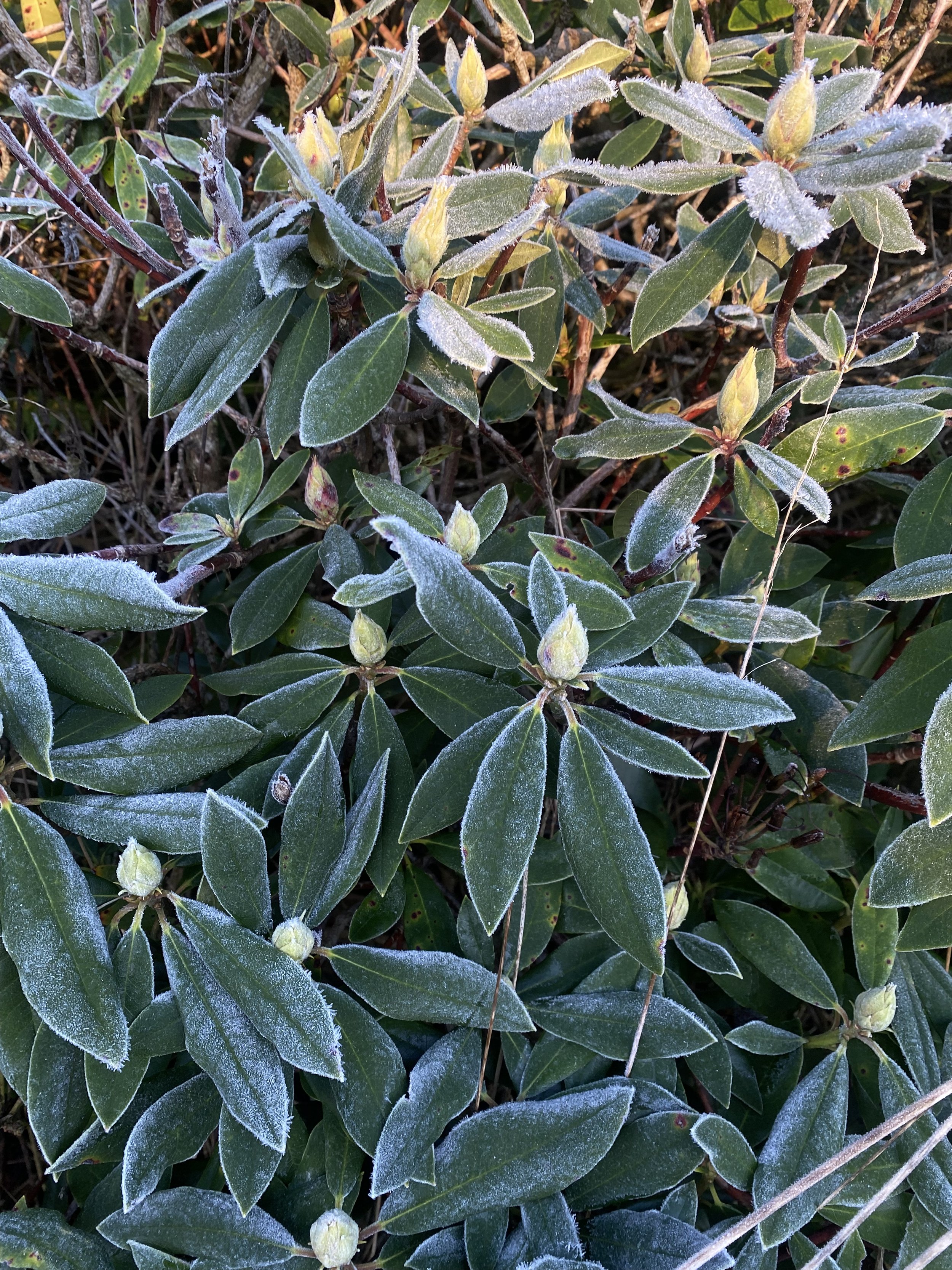 azaelias in bud.jpeg