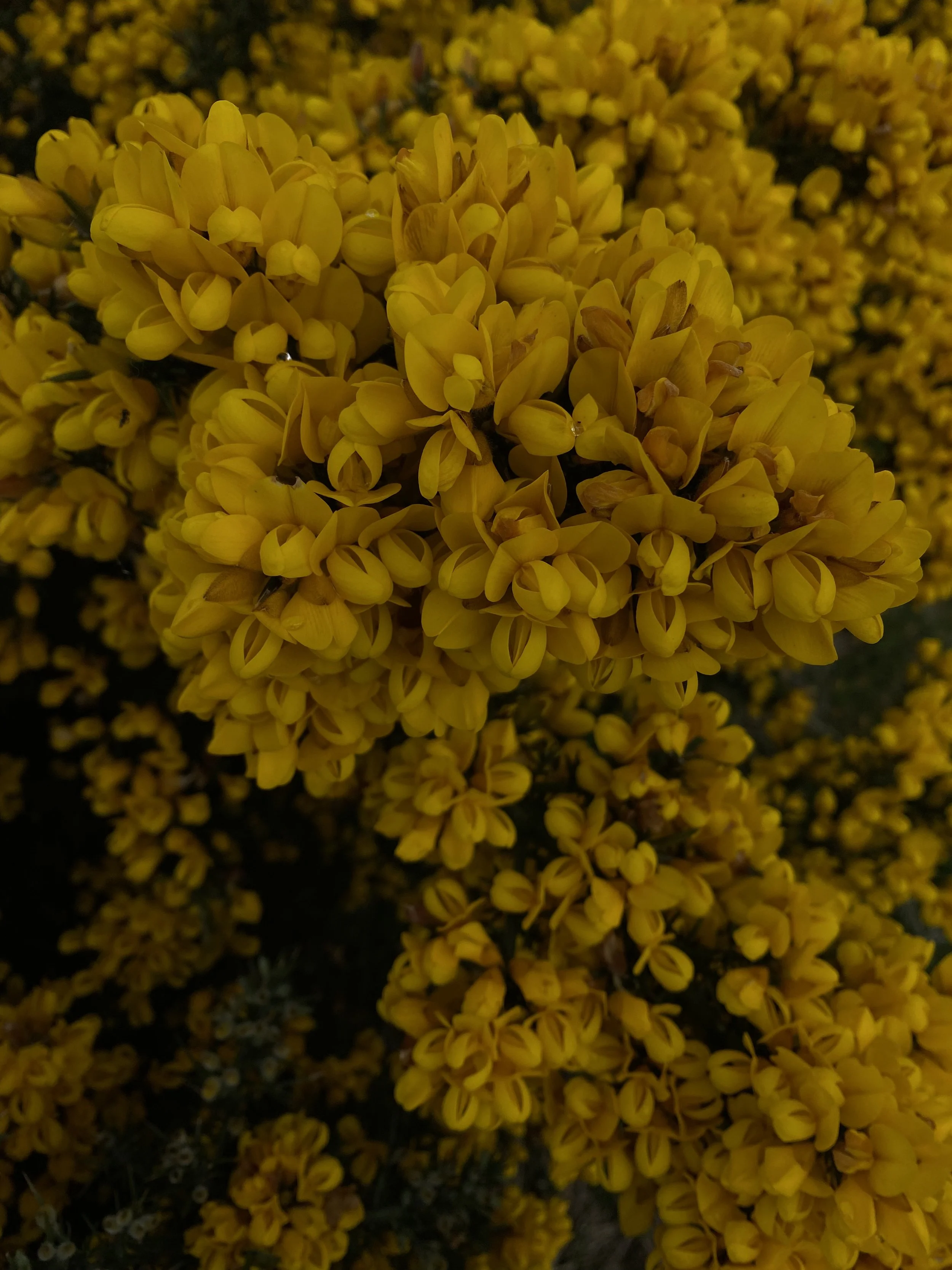 IMG_1798.jpeg
