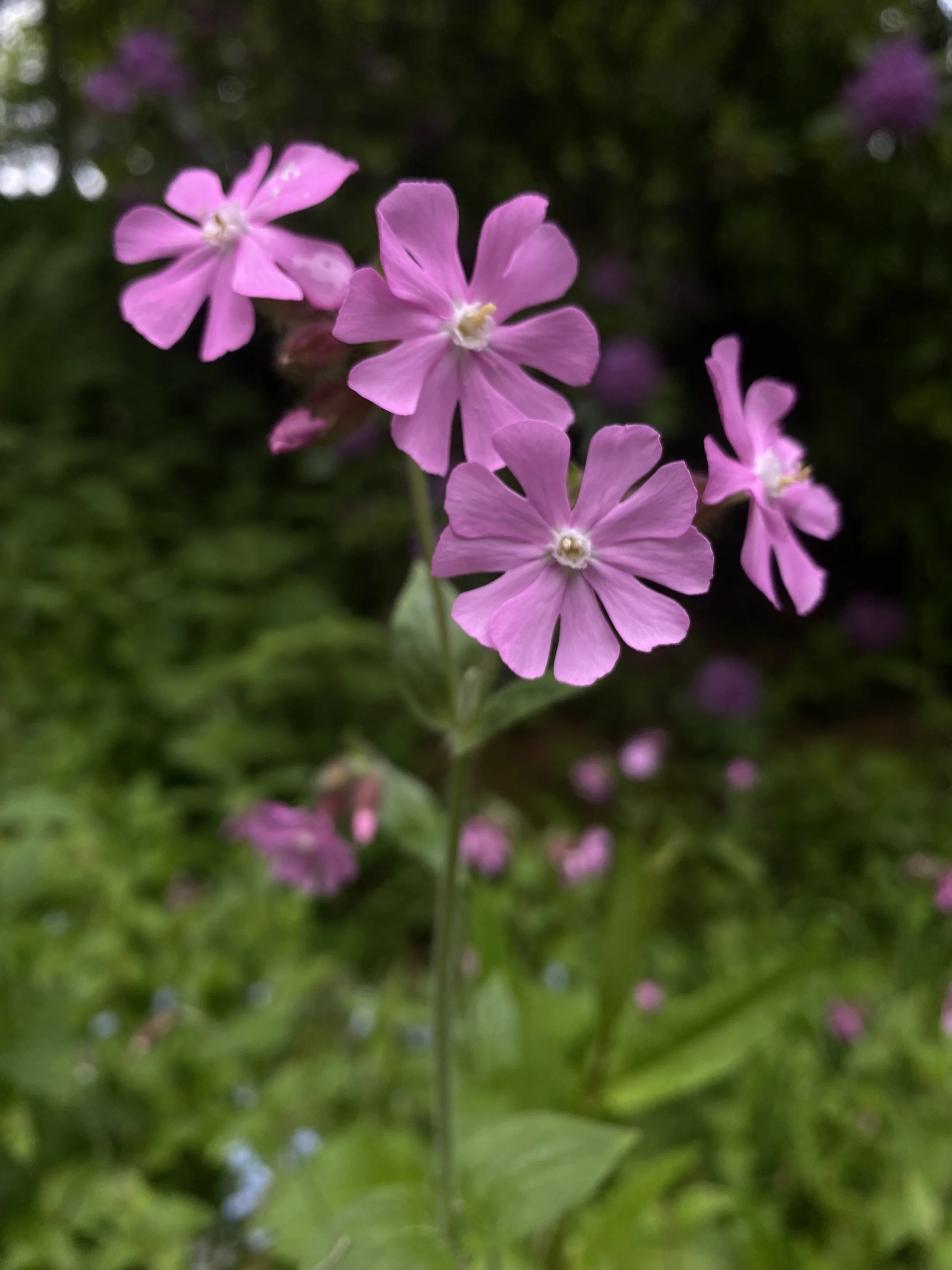 IMG_2077.jpeg