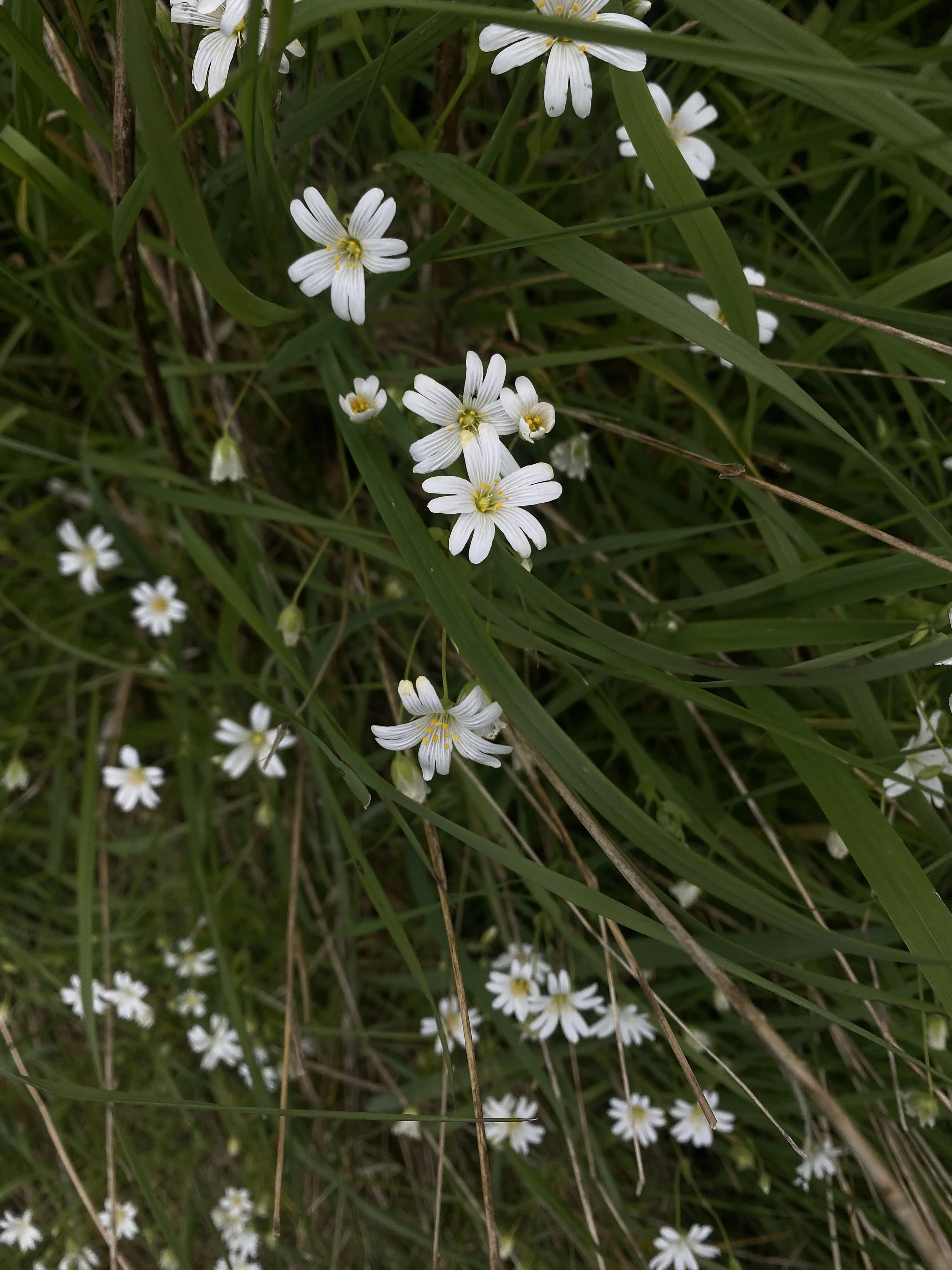 IMG_1824.jpeg