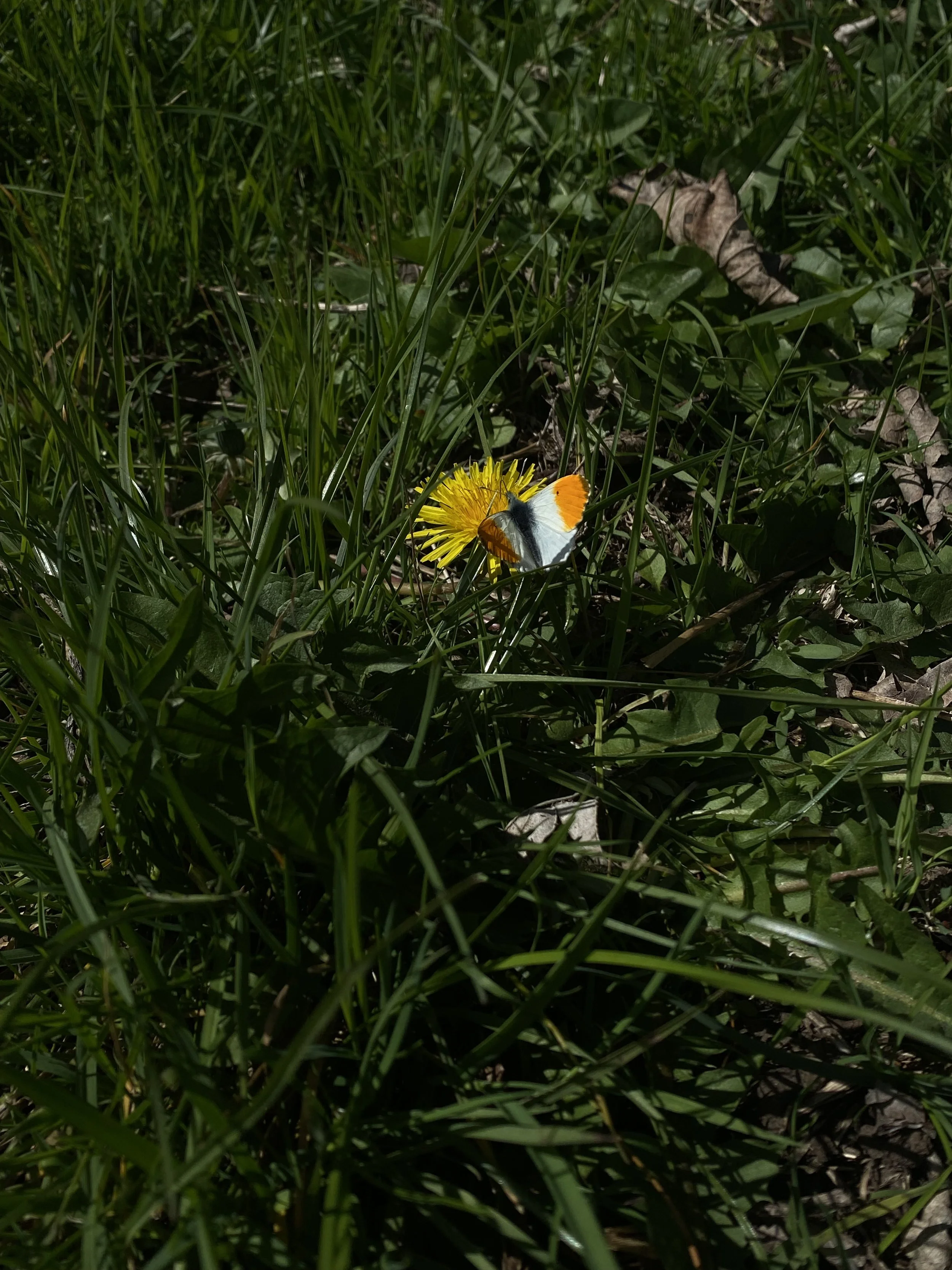 IMG_1438.jpeg