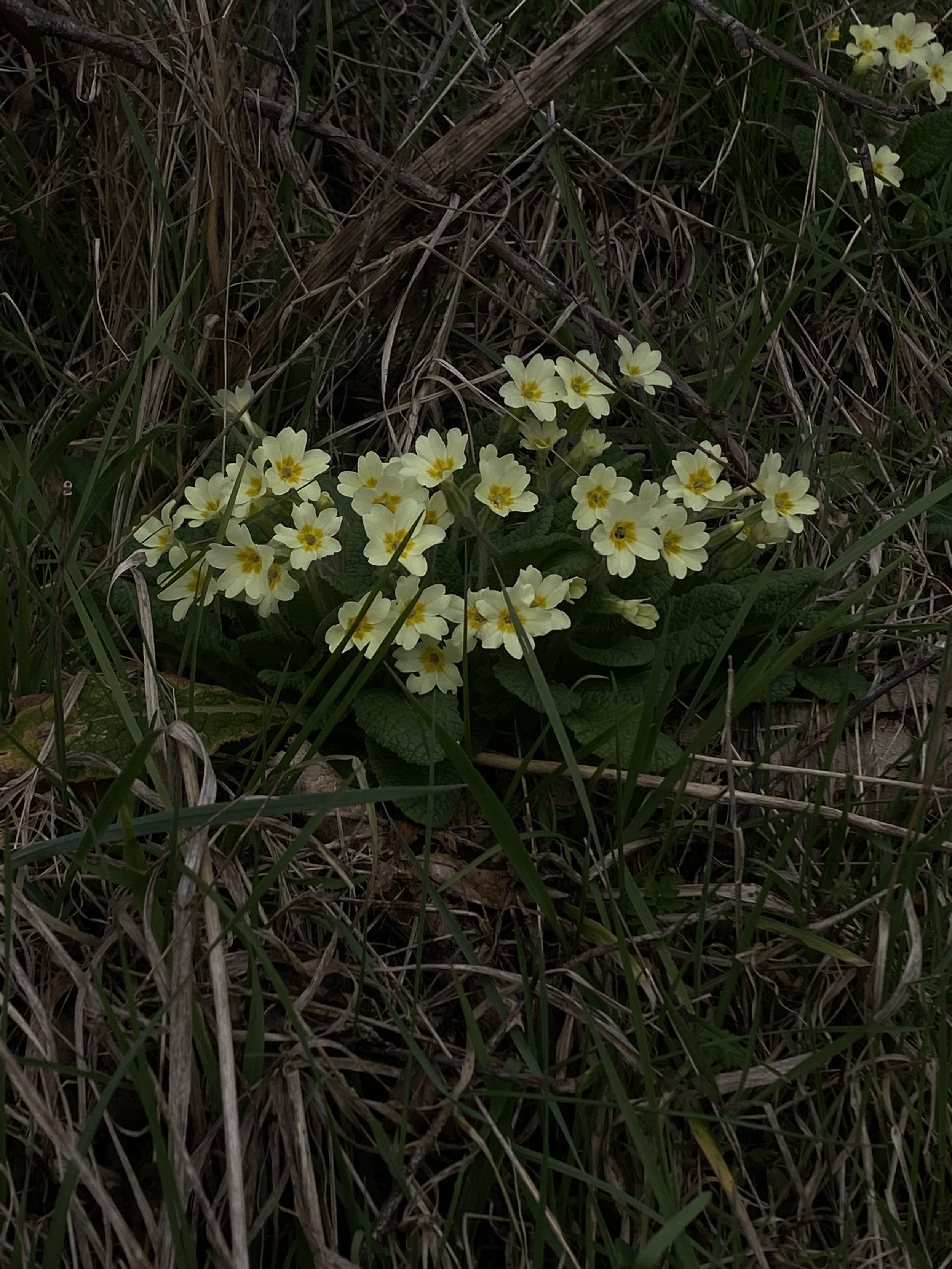 New Life (Spring 2026)
