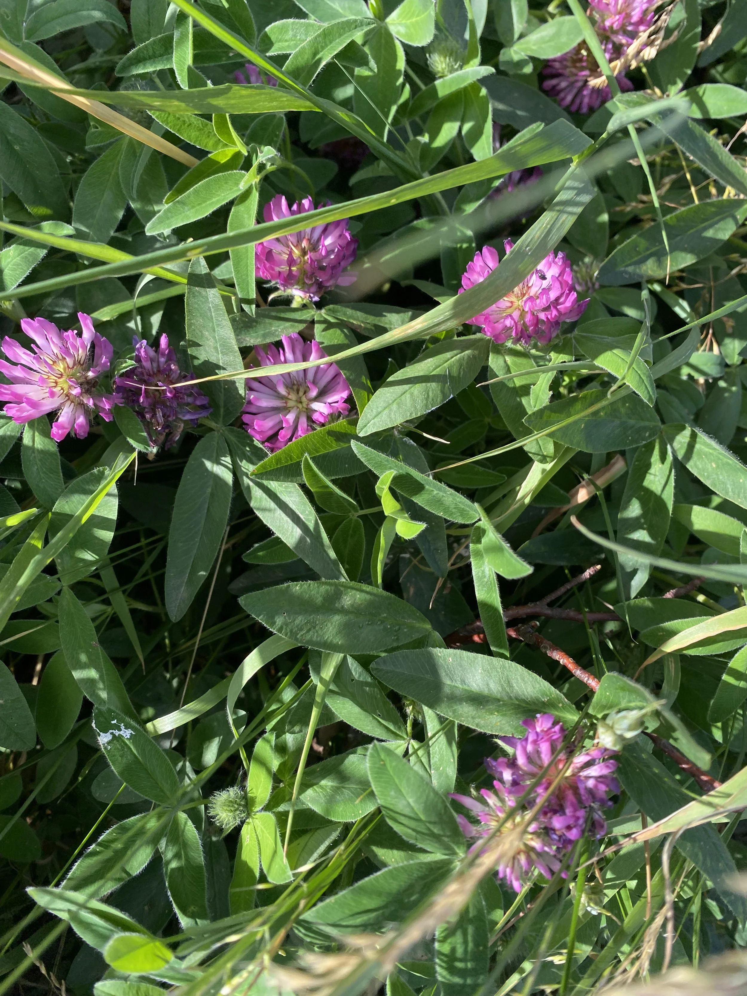 IMG_2353.jpeg
