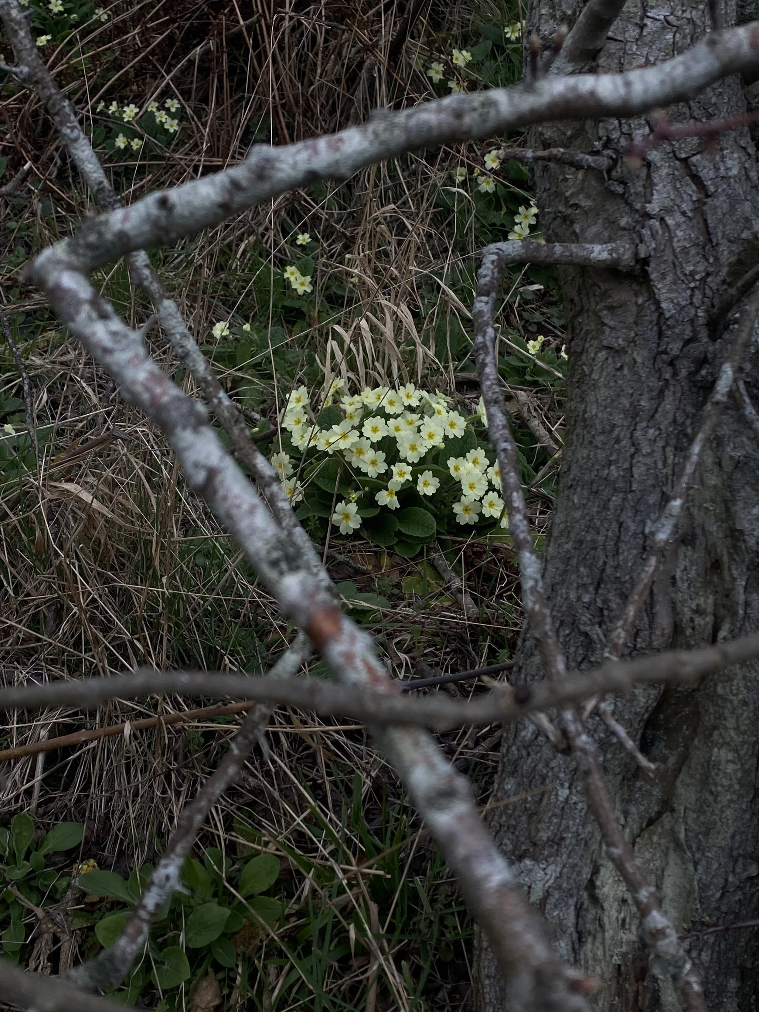 primrose