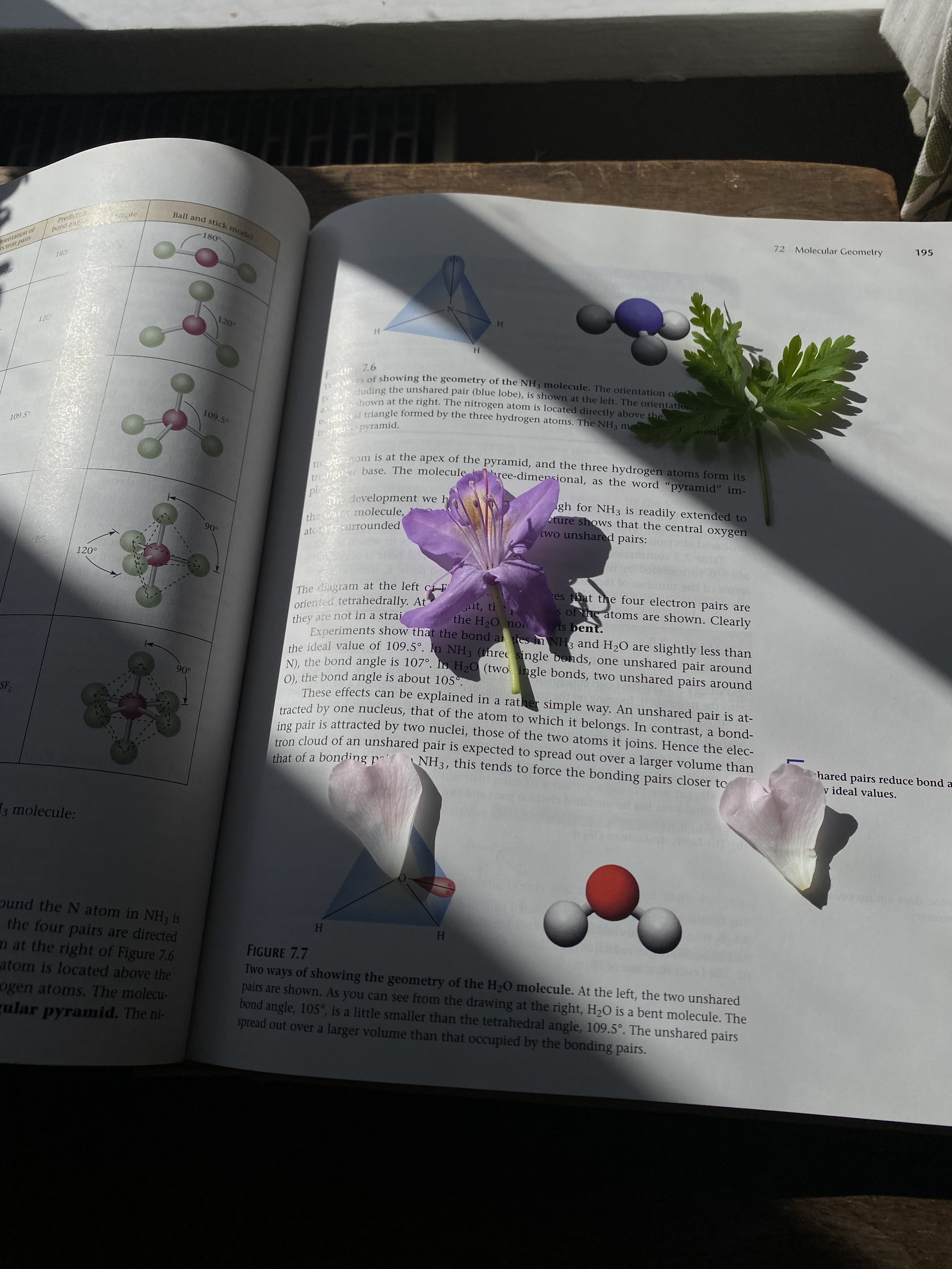 Pressed spring flowers in chemistry textbook