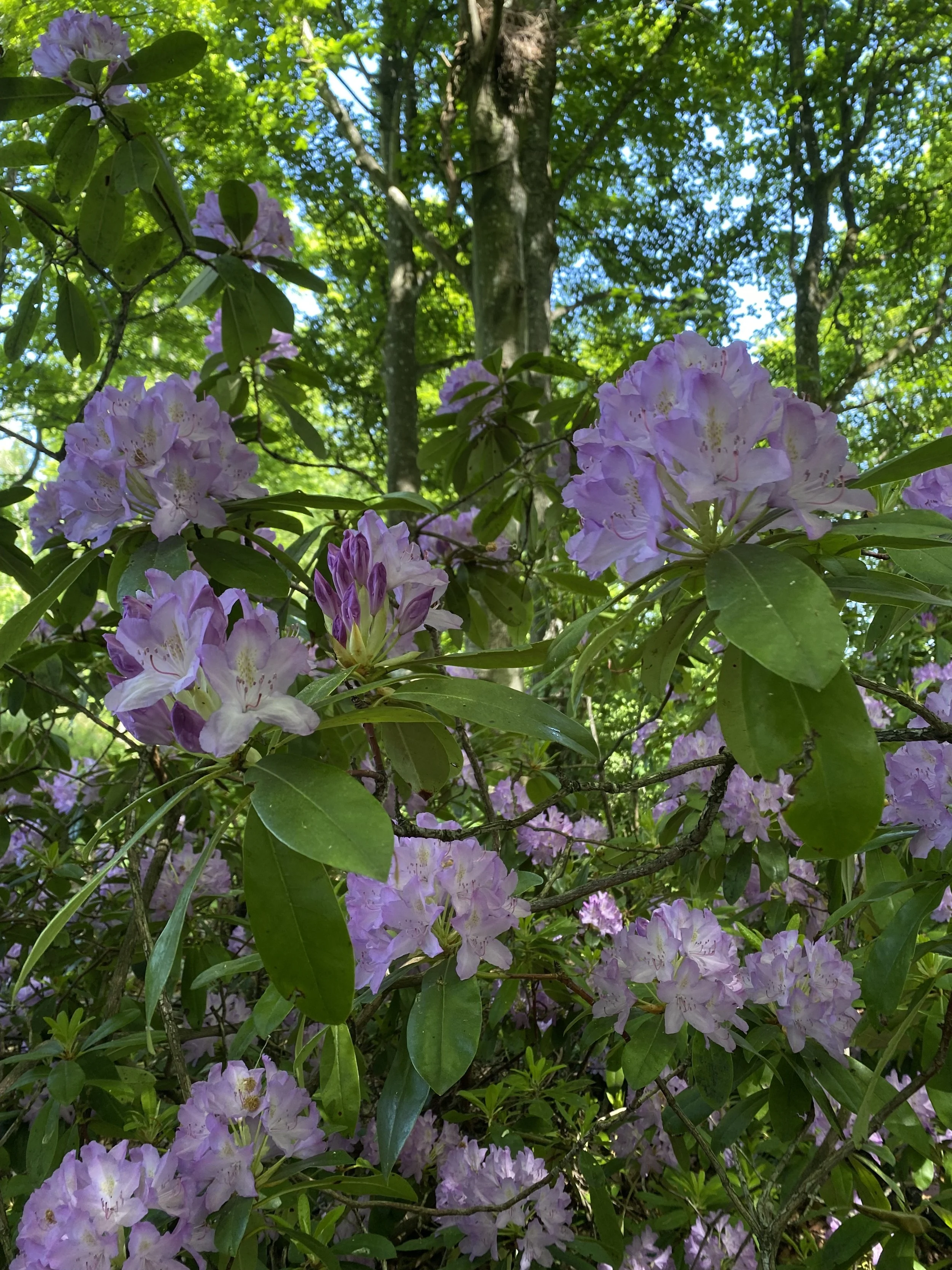 Mountain rhododendrons