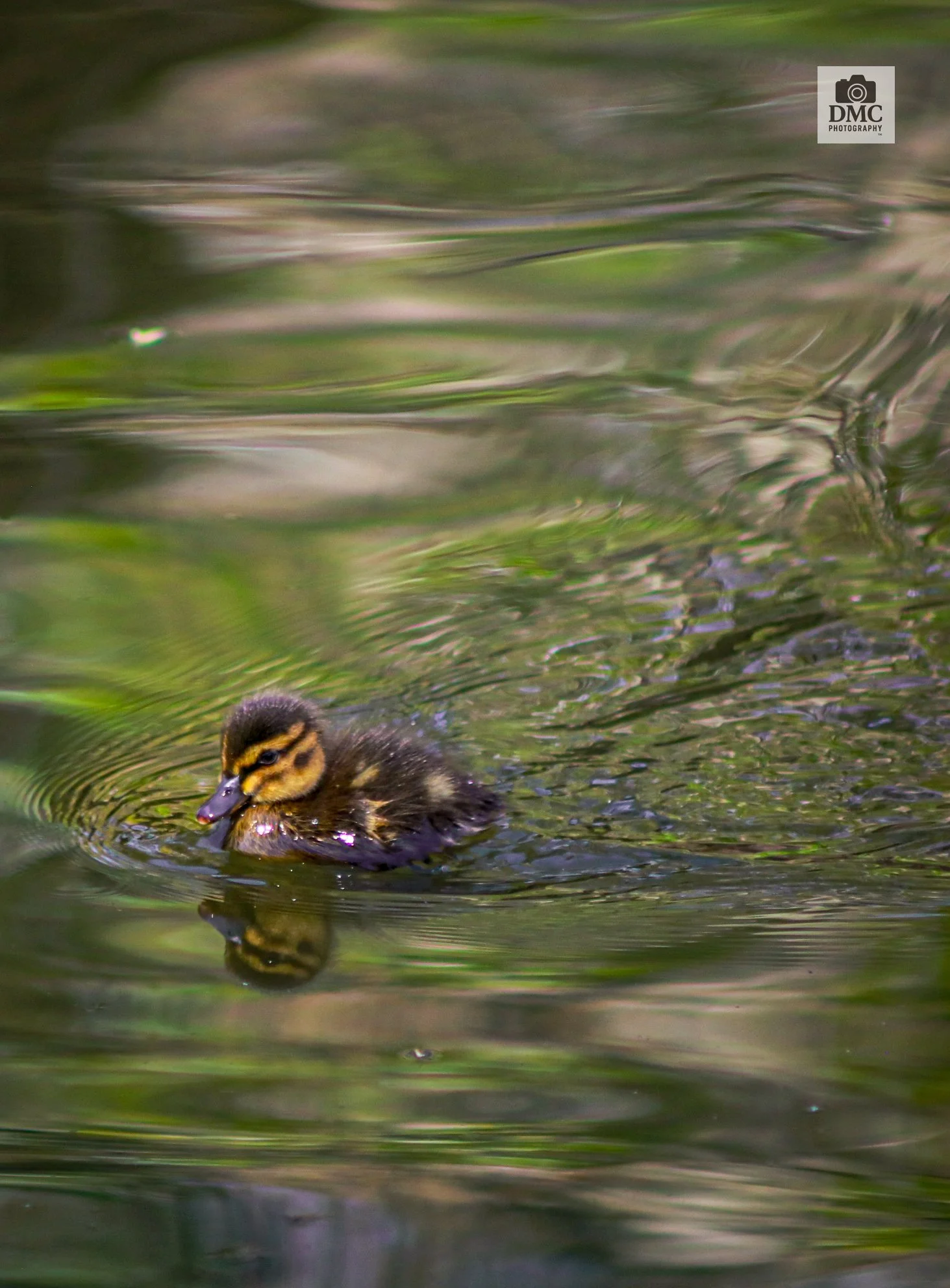 A Reflective Duckling — DMC Photography
