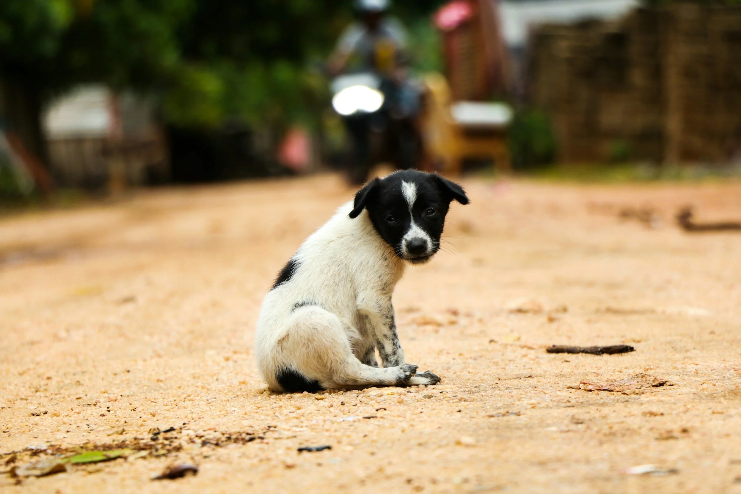 Rabies - more deadly than Ebola!