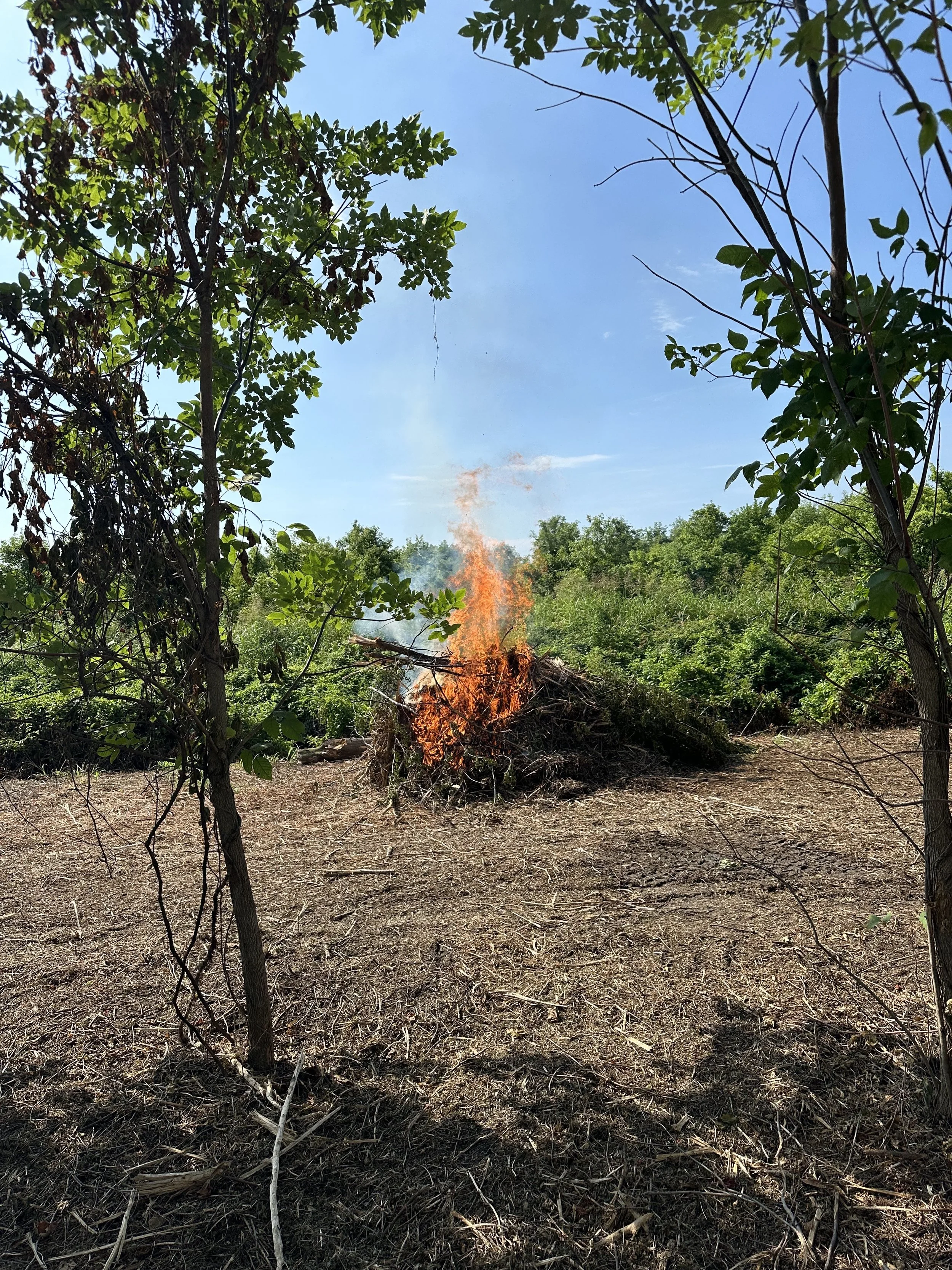 A small outdoor fire burning on dry ground, surrounded by trees, with a clear blue sky overhead.