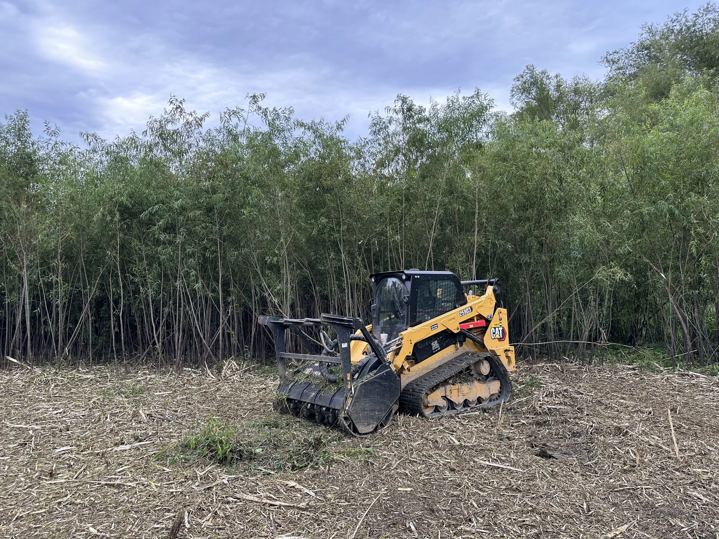 A yellow CAT compact track loader sits on a cleared patch of land with tall green bushes and cloudy sky in the background.