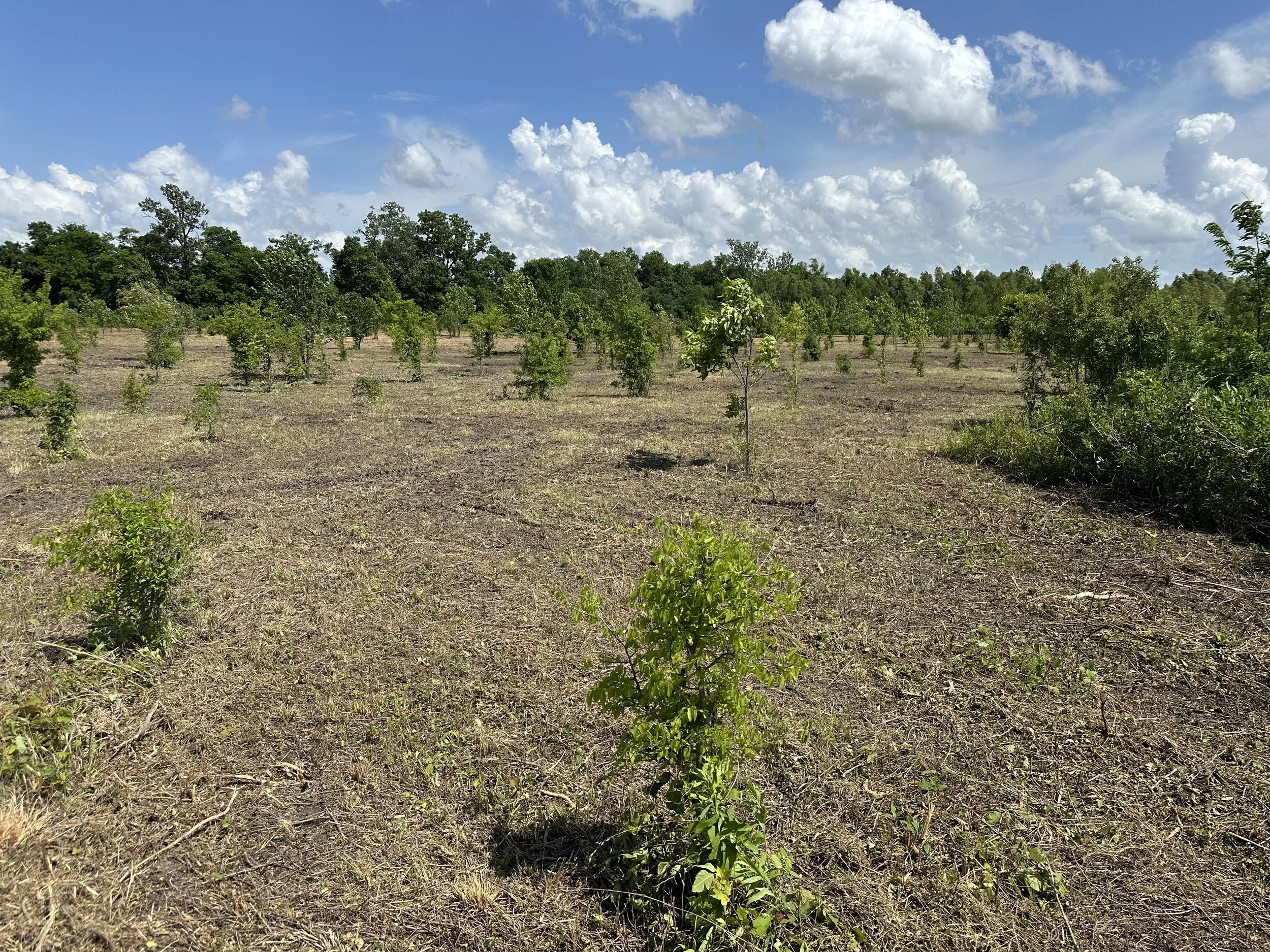 A field with small trees or shrubs planted in rows under a blue sky with scattered clouds.