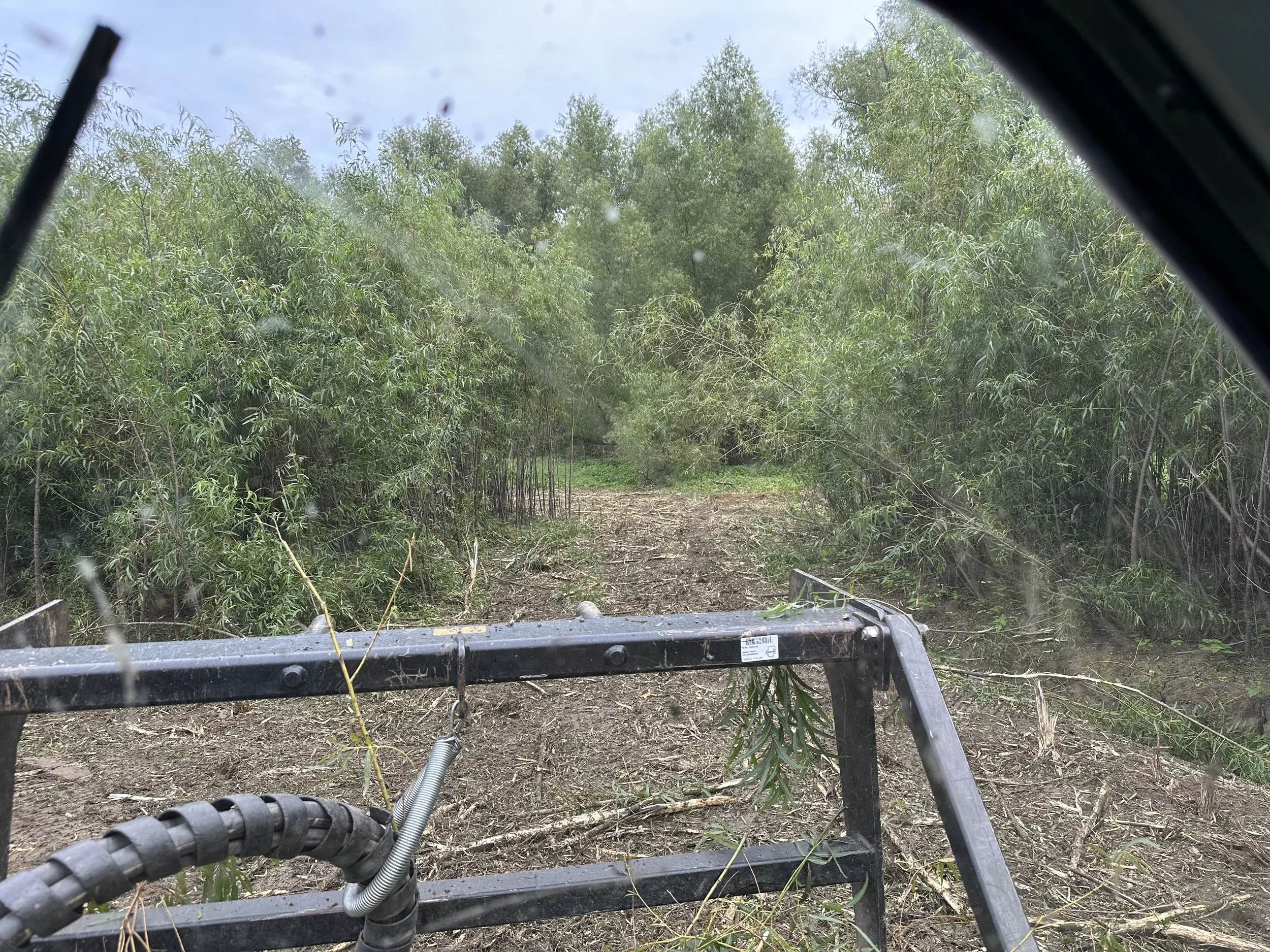 View from inside a vehicle showing a dirt trail lined with dense green trees, with some branches fallen onto the trail.