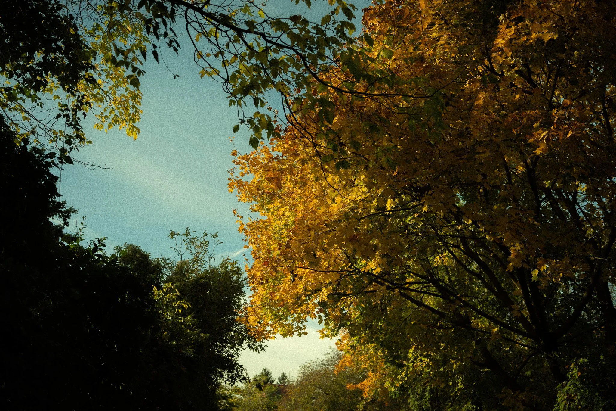 DSC08601.jpg