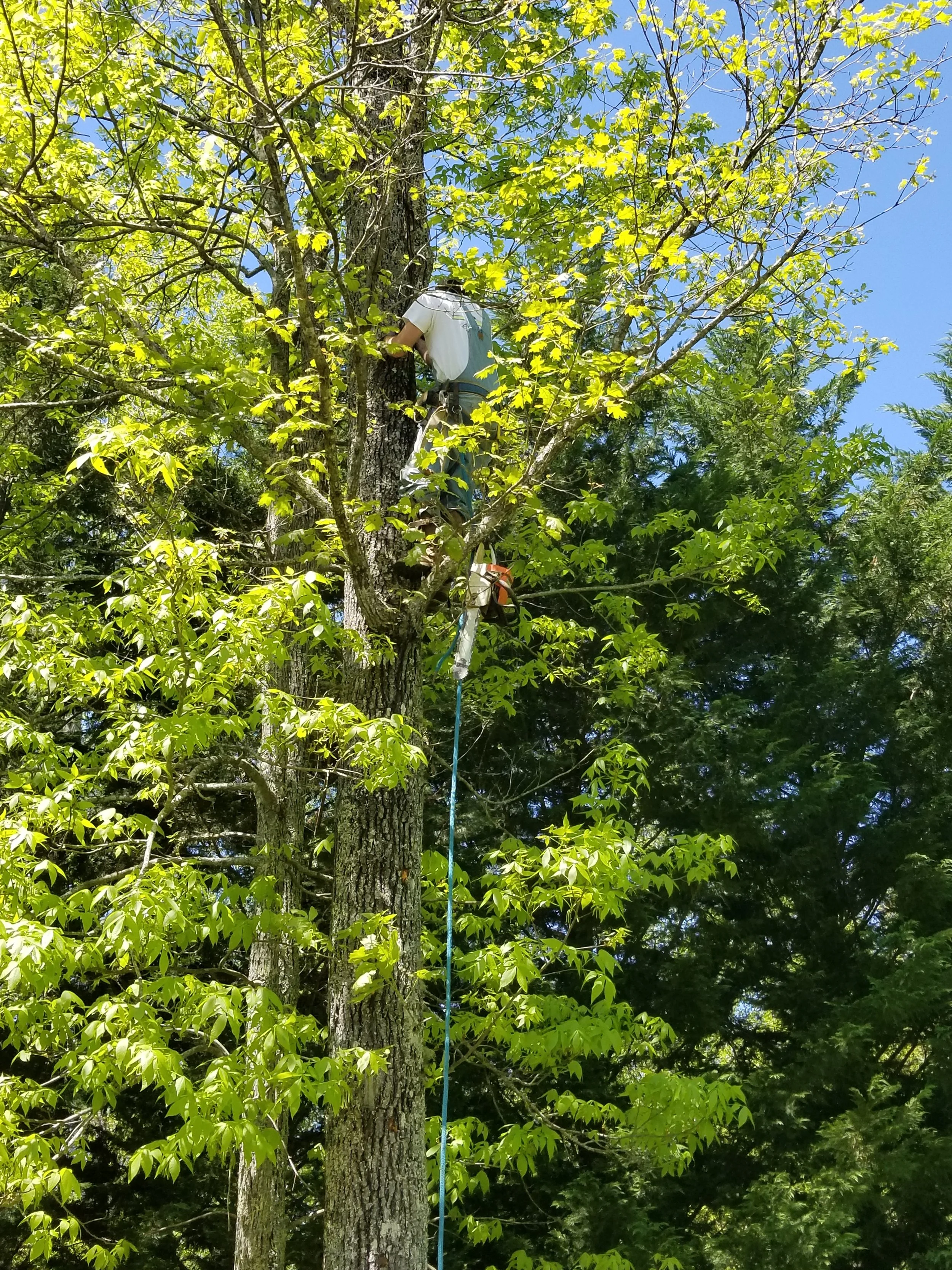 Tree Climbing & Trimming