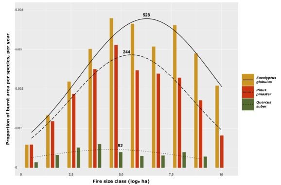 Proportion of burnt species per year, per fire size category (Eucalytpus seems to be associated to bigger fires in Portugal for the study period).