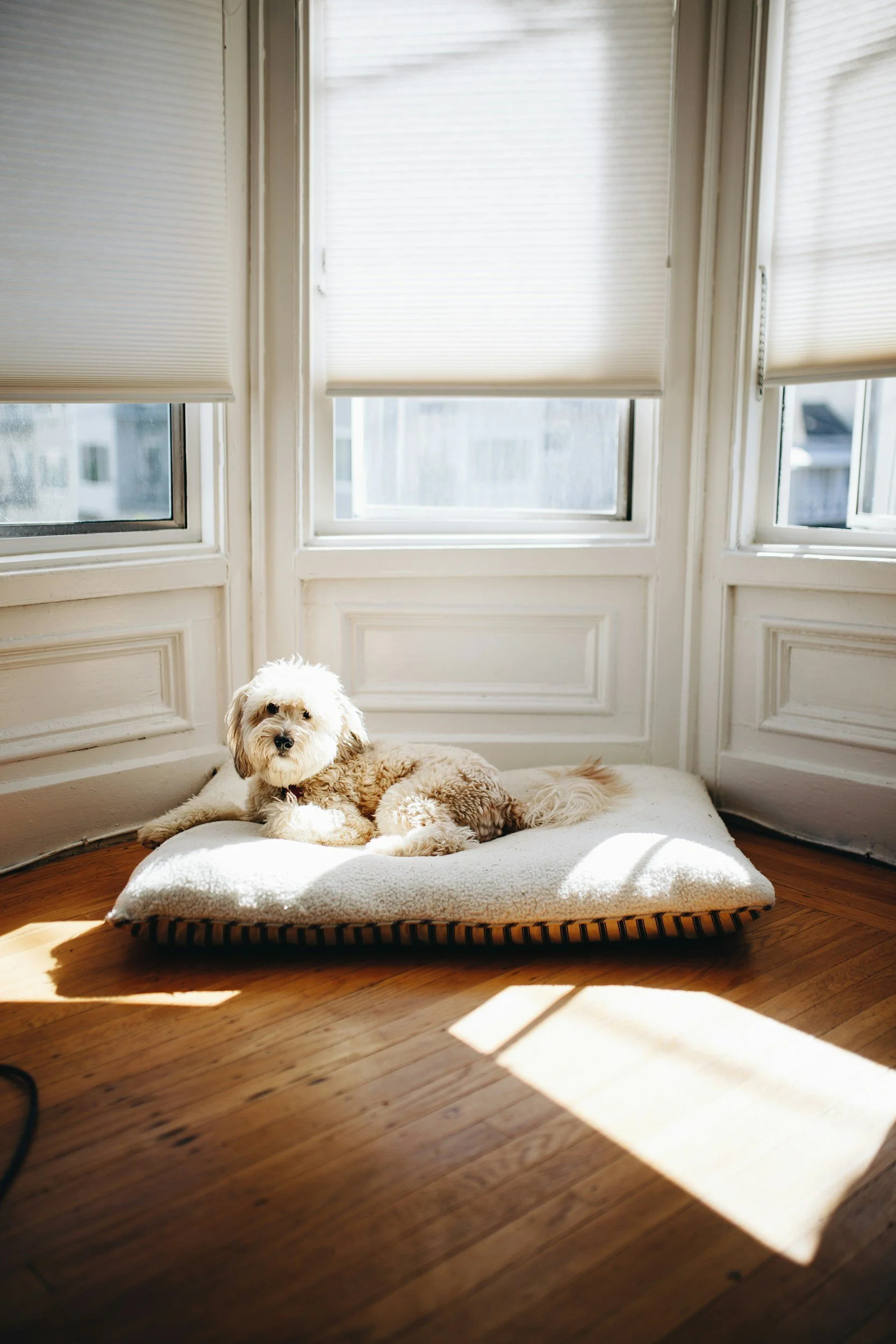 A small, fluffy dog lying on a cushioned pet bed in a sunlit corner of a room near large windows with blinds.
