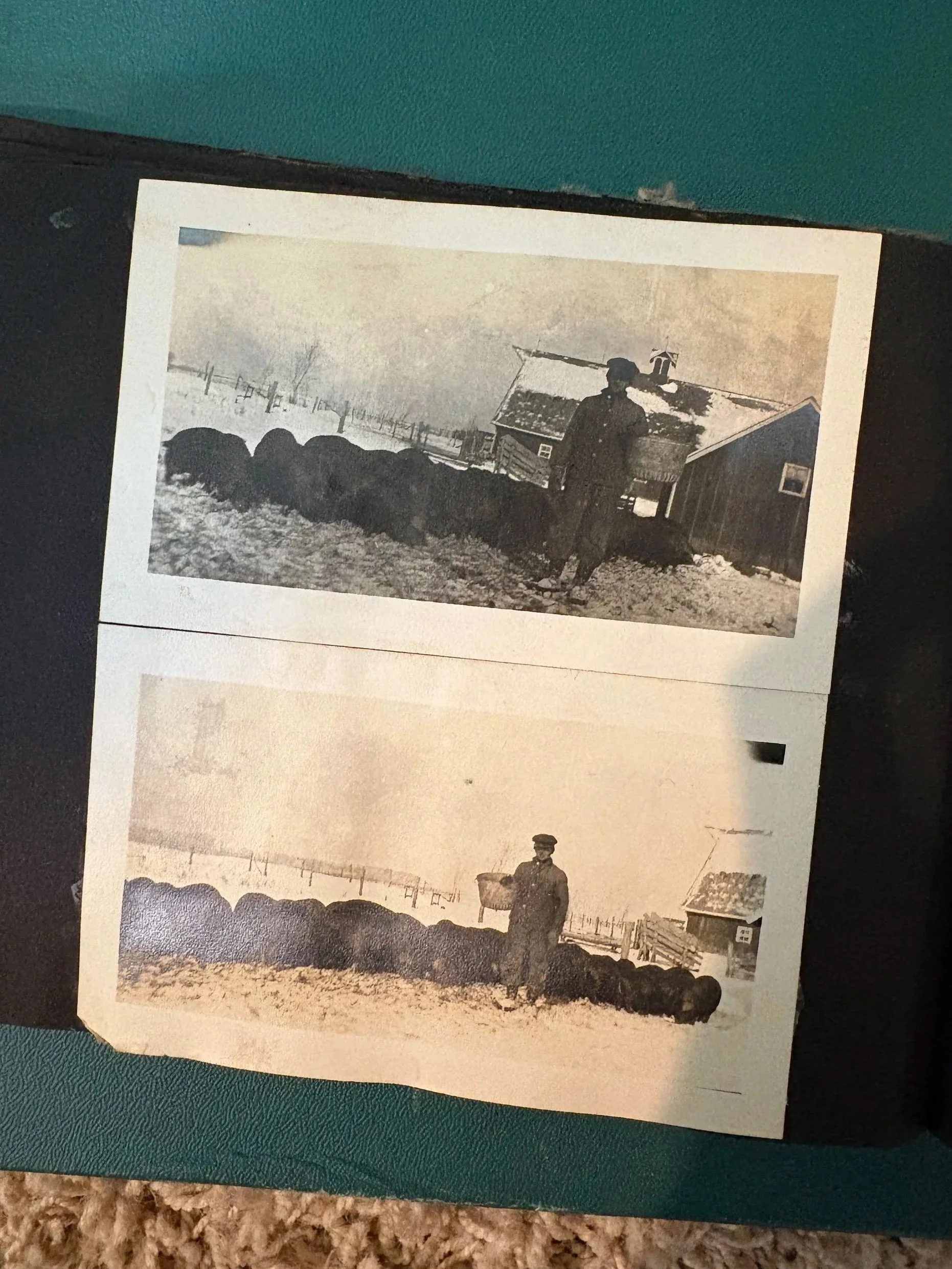 August & his hogs
