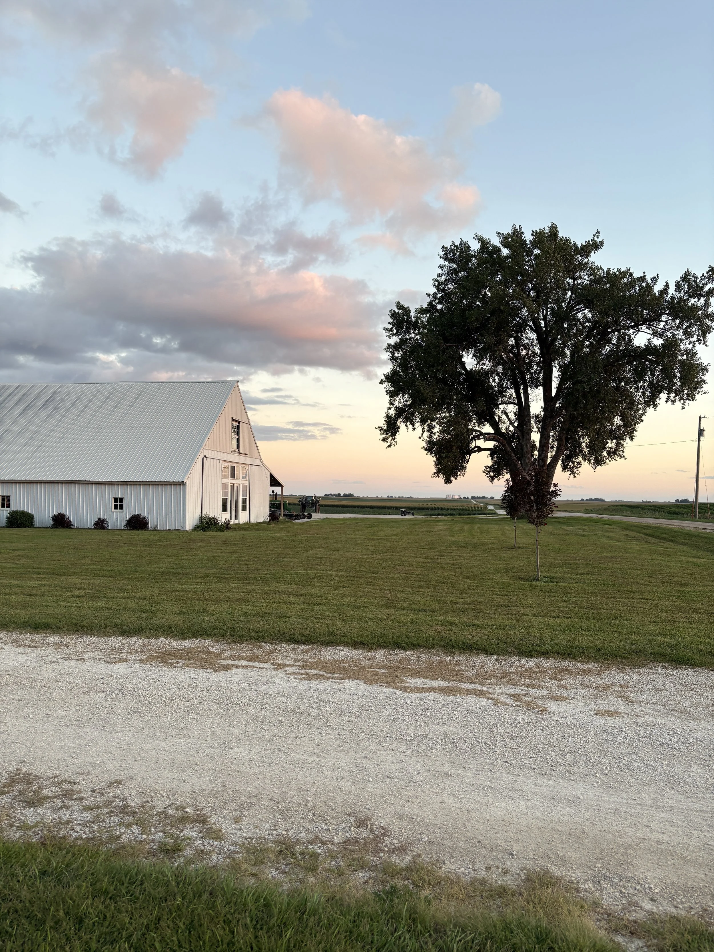 A rural landscape with a white barn, a large tree, a grassy field, and a dirt road during sunset with clouds in the sky.