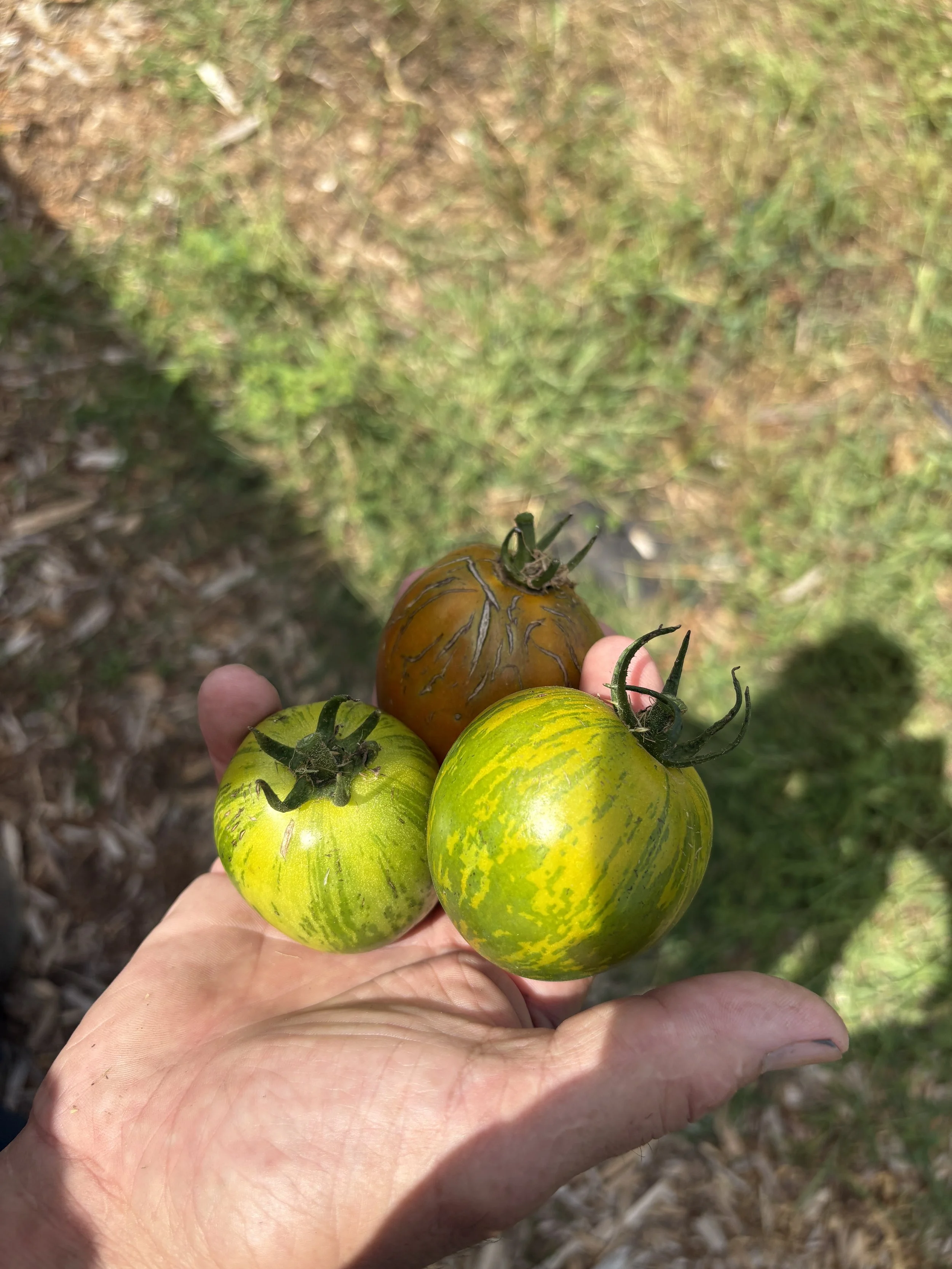Hand holding three heirloom tomatoes