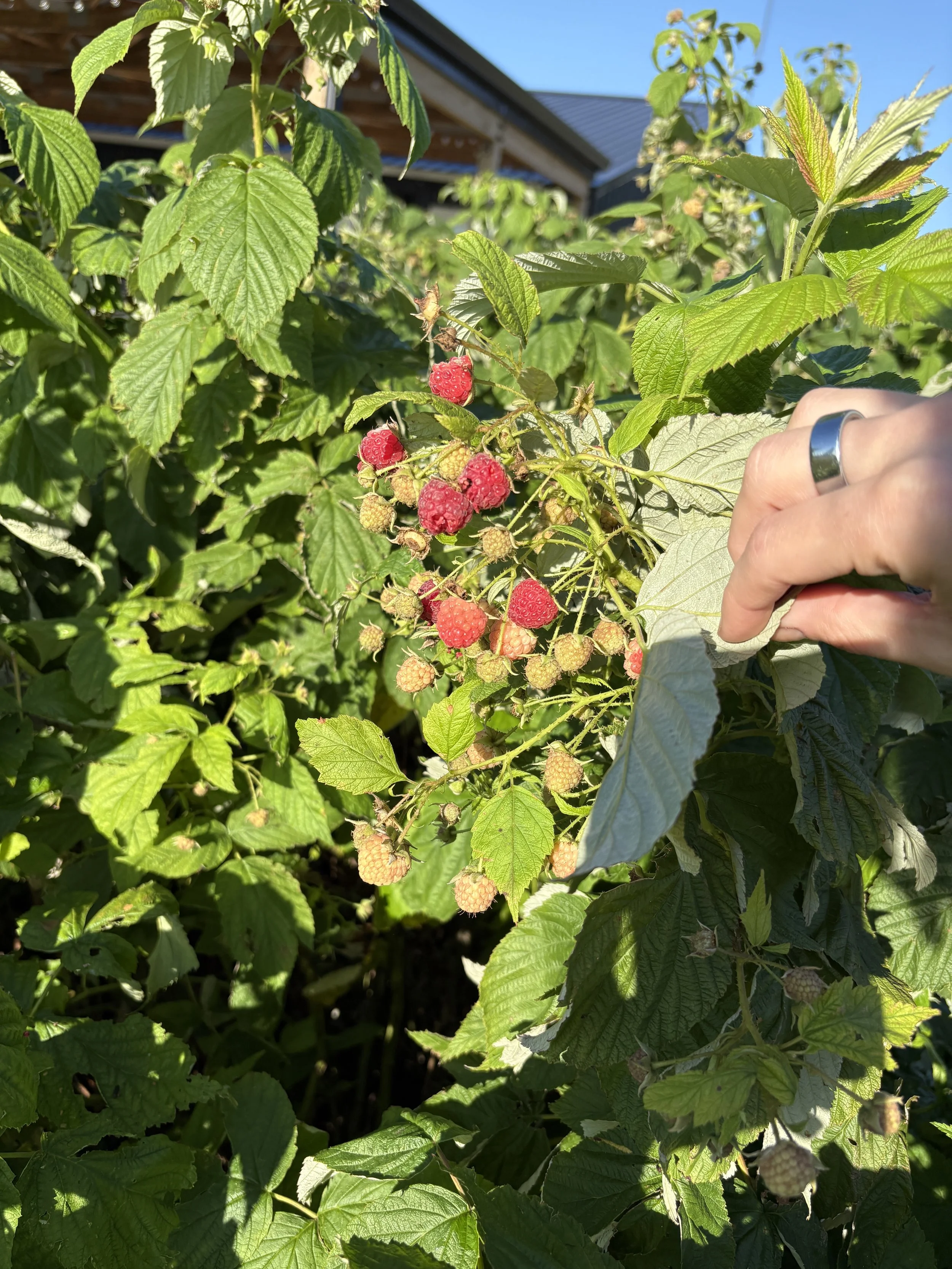 Raspberries growing on the bush