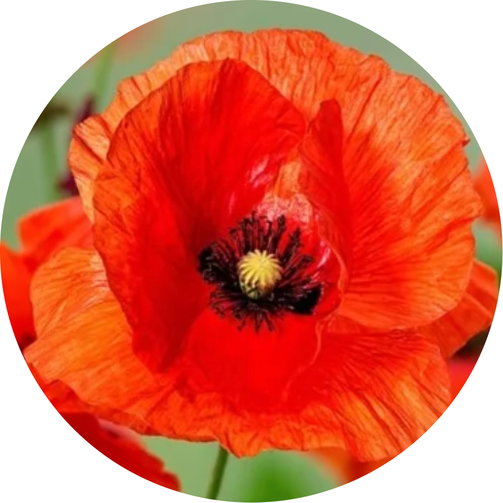 Close-up of a vibrant orange poppy flower with black and yellow center against a blurred green background.
