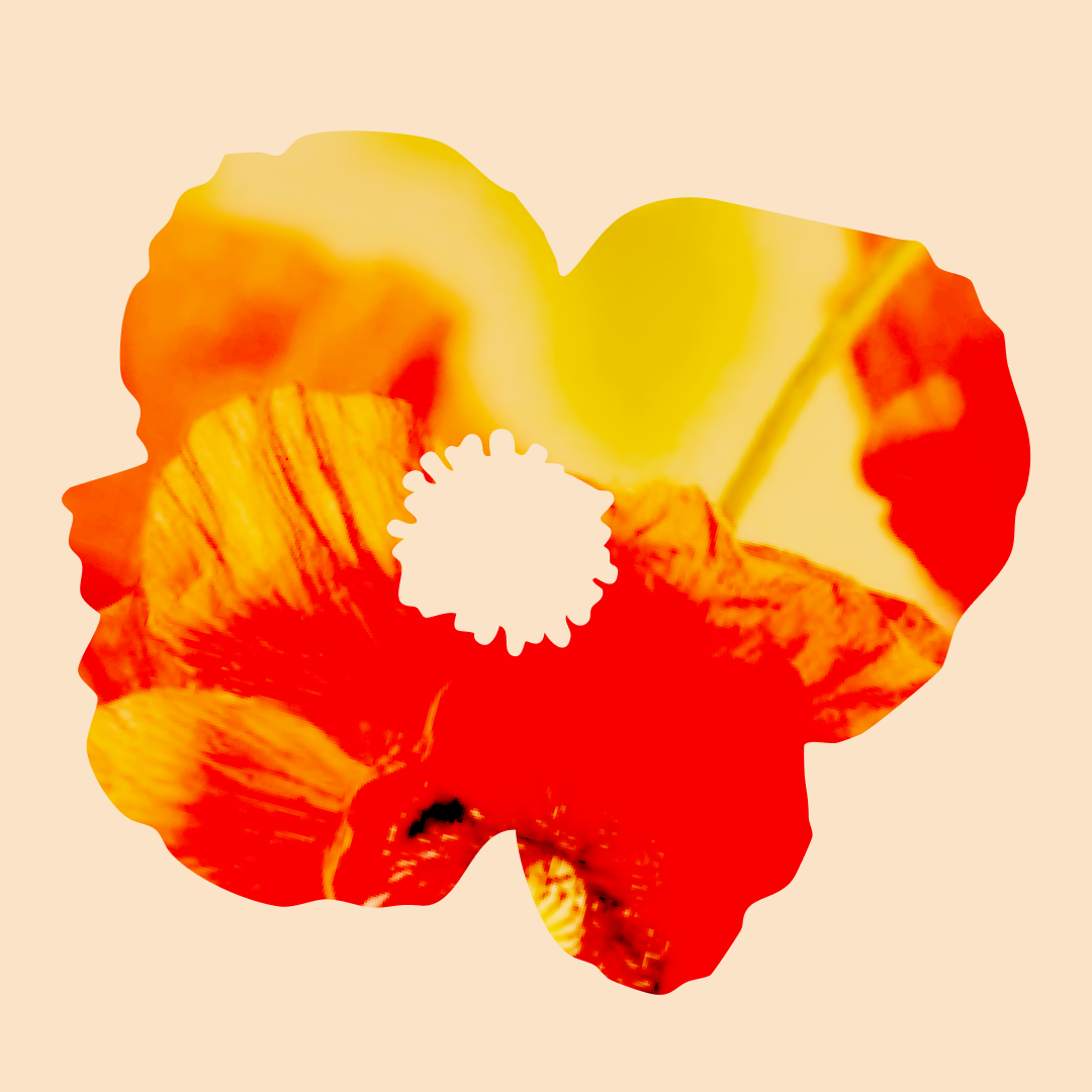 A vibrant red and yellow poppy flower with a white center, set against a light background.