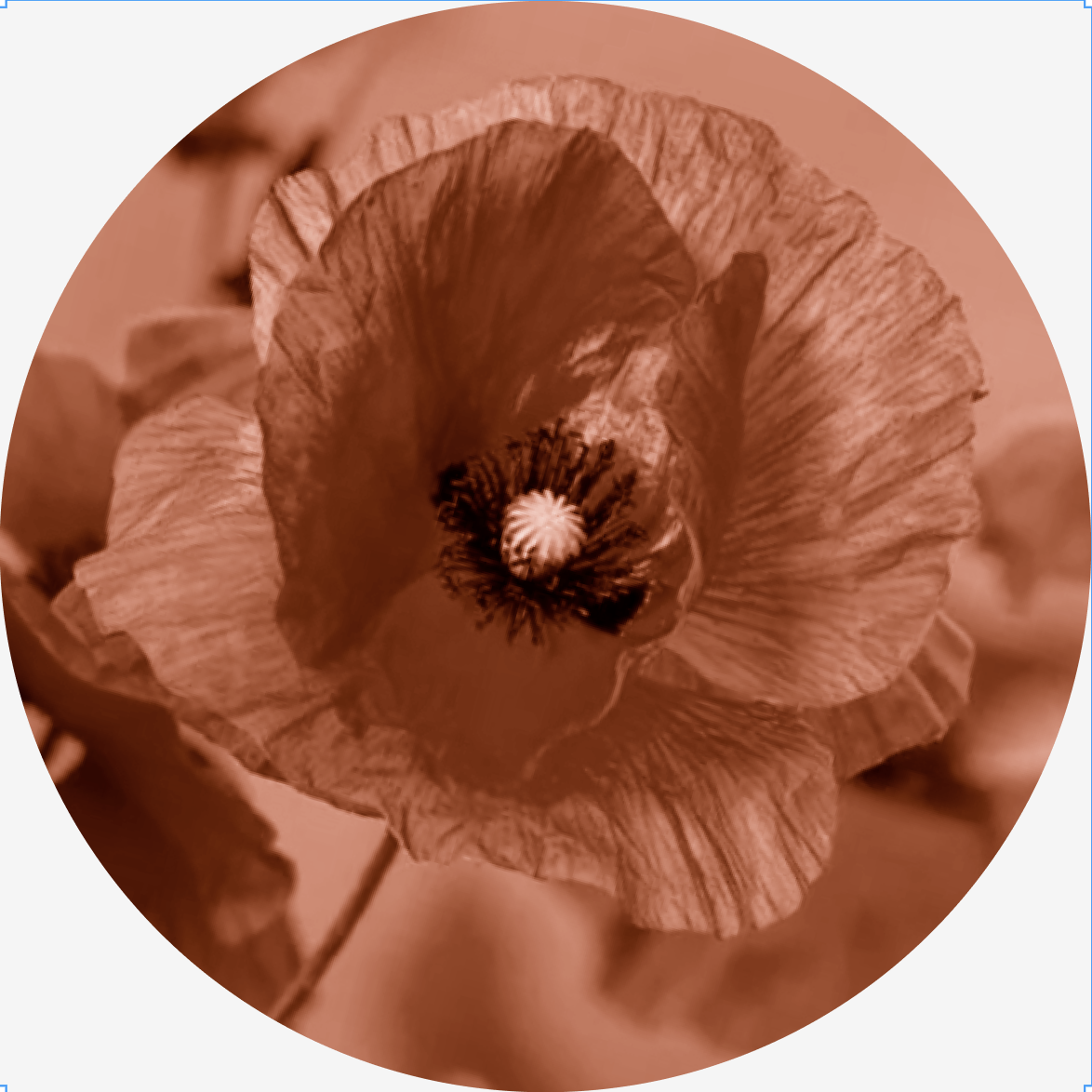 Close-up of a flower with large, ruffled petals and a central stigma, rendered in a monochromatic sepia tone.