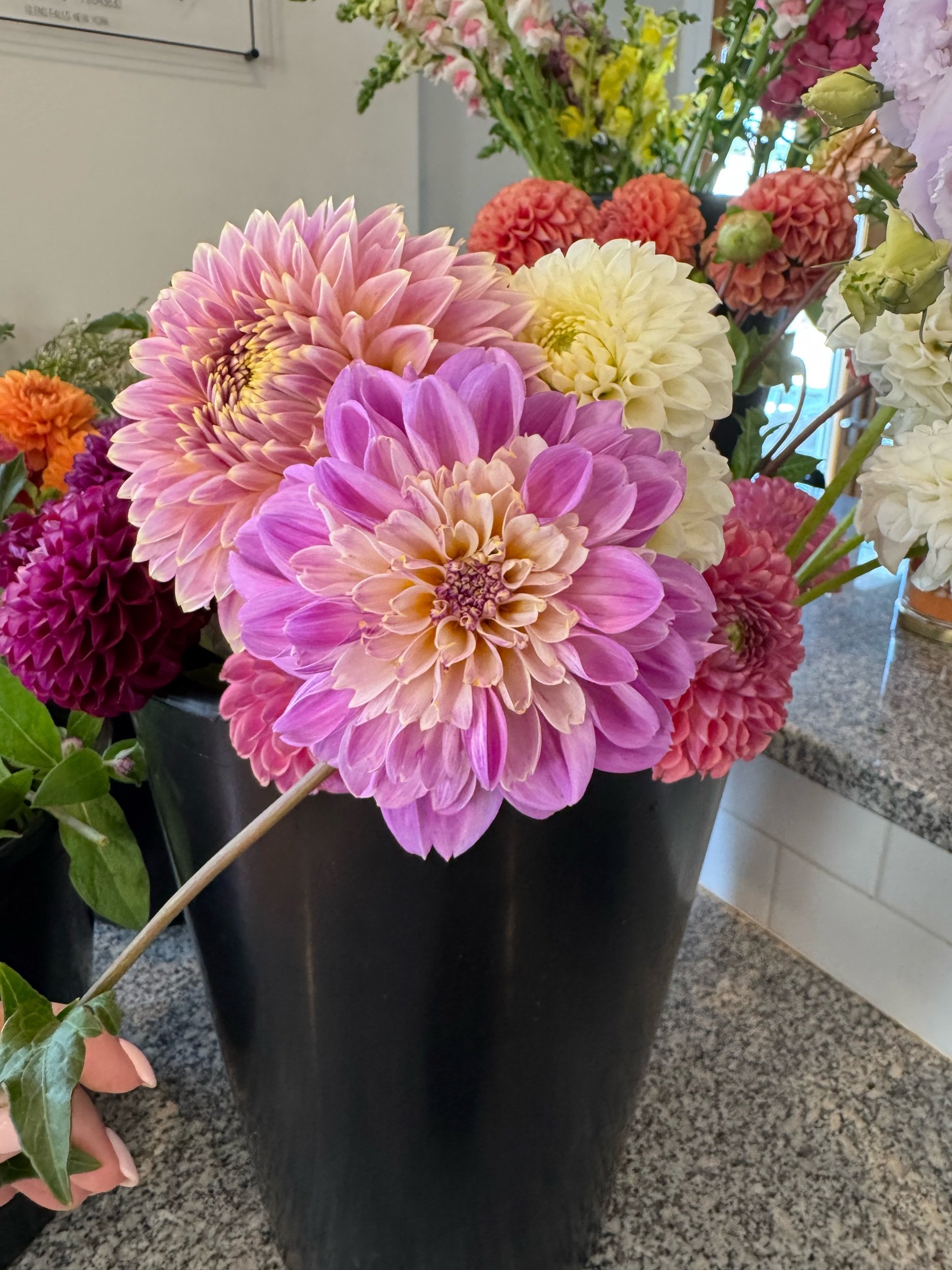 Take Off Dahlia Tuber