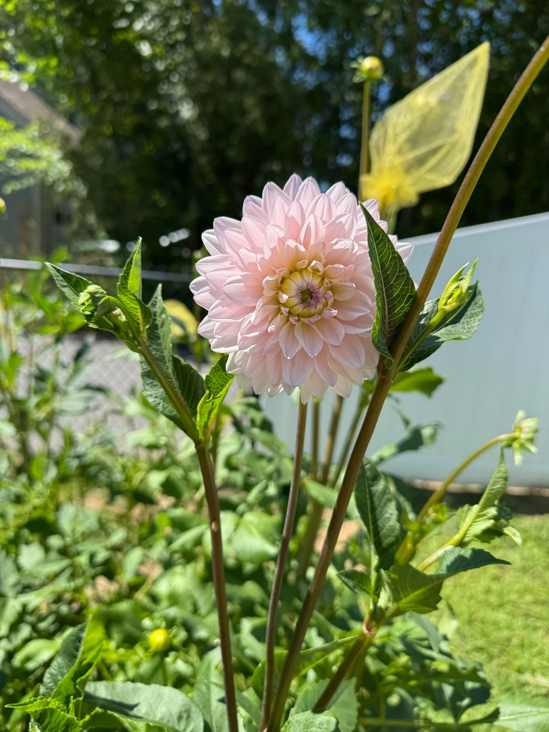 Silver Years Dahlia Tuber