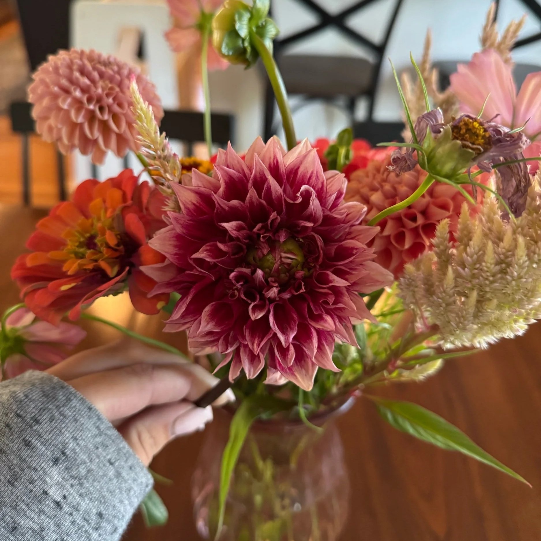 Bloomquist York Dahlia Tuber