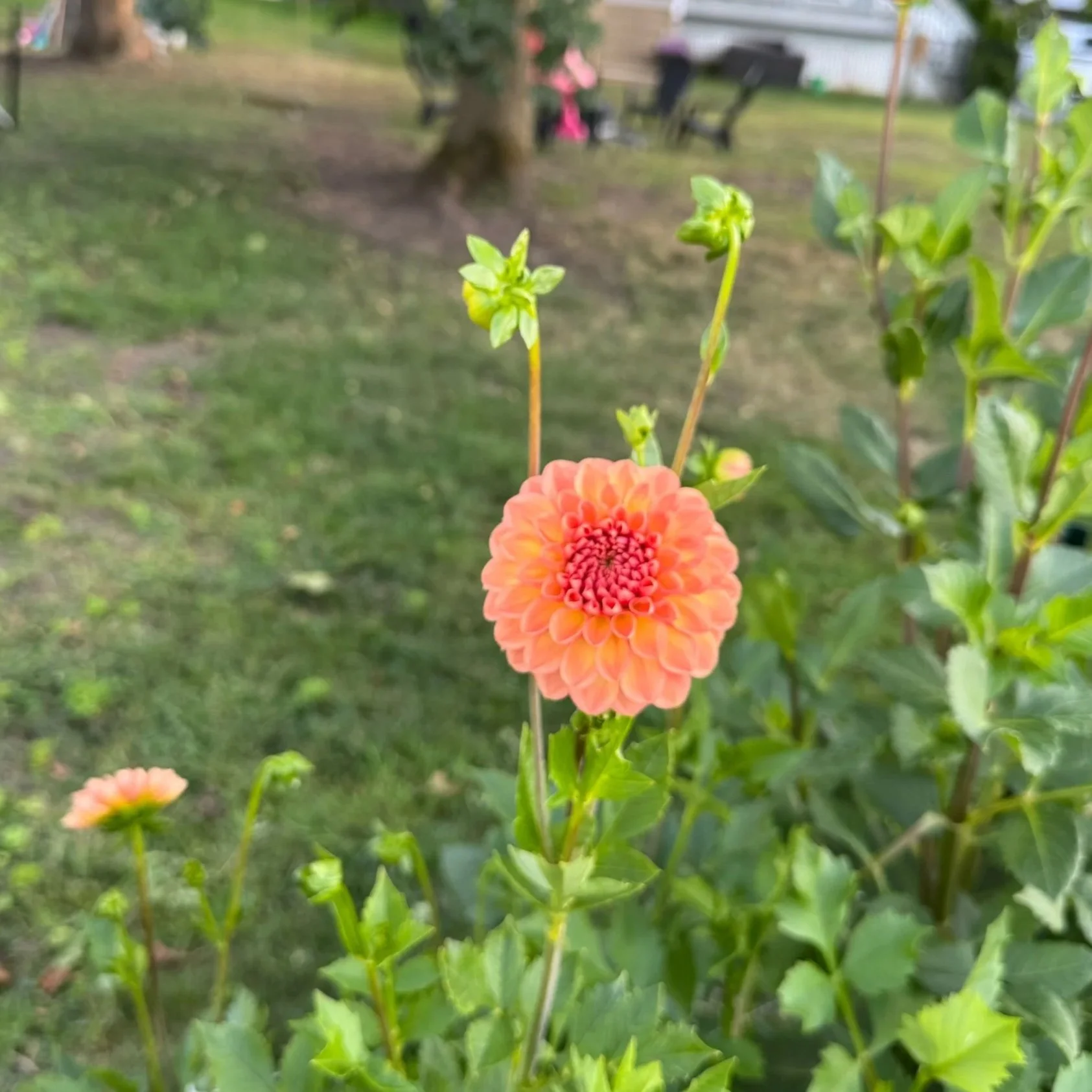Lark's Ebbe Dahlia Tuber