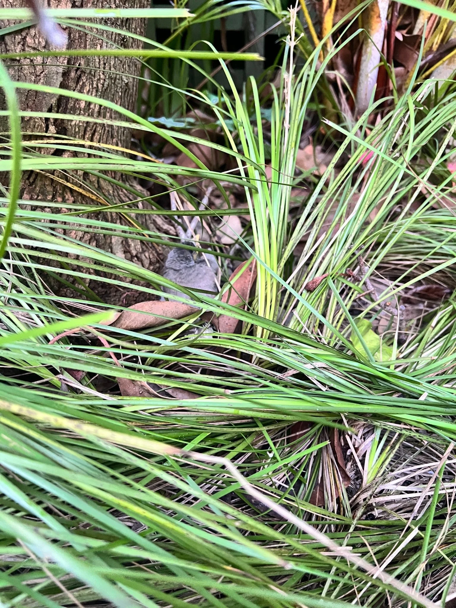 The day we learned with a bird: a story of care, connection and curiosity