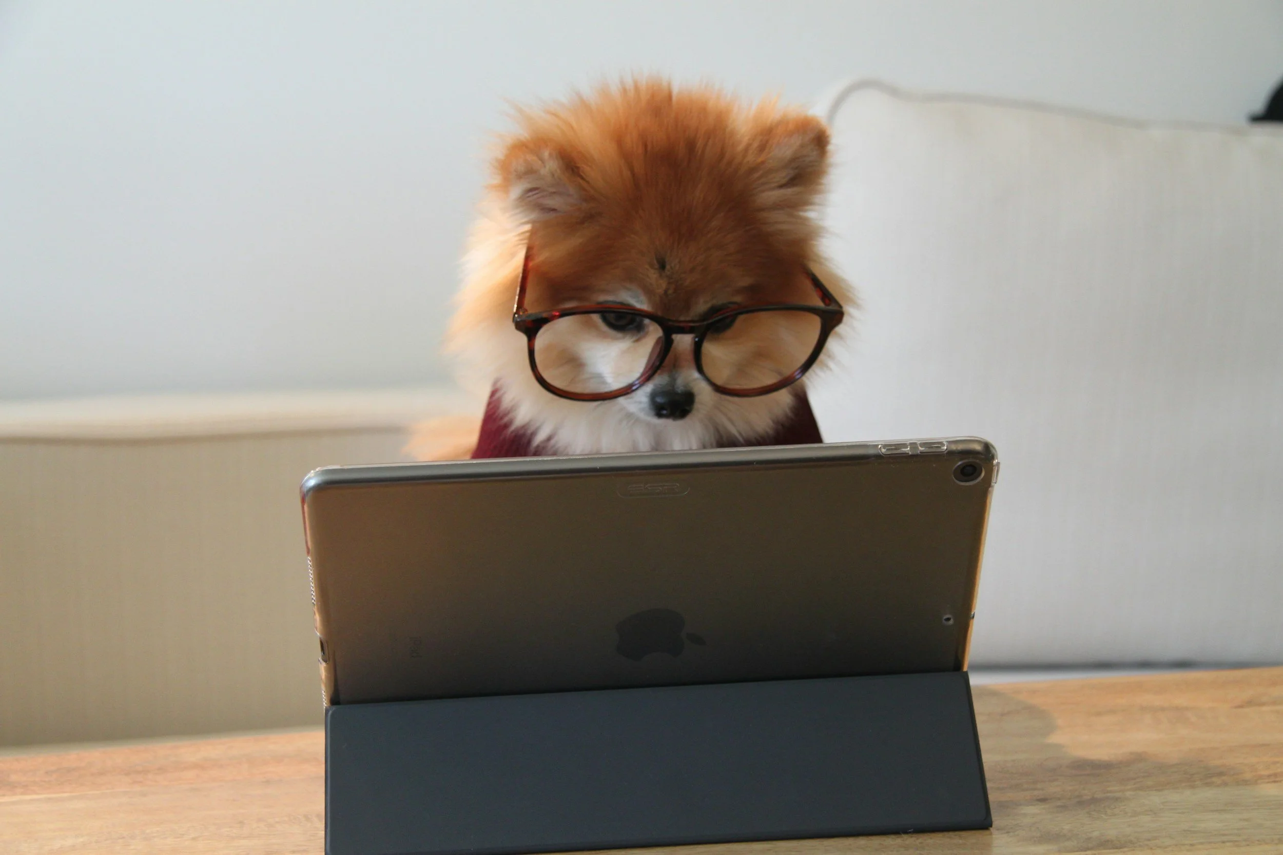 A small dog wearing large glasses is looking at a tablet on a table.