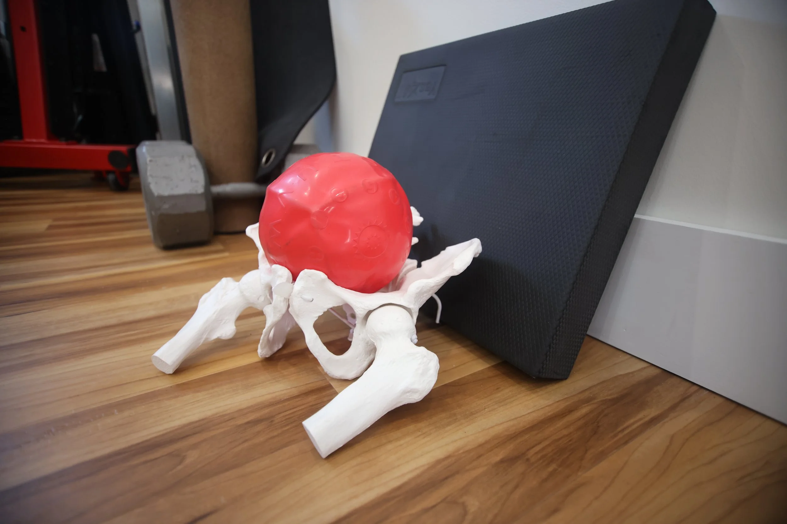 A plastic model of a human pelvis with a red exercise ball resting on it, placed on a wooden floor in front of a black speaker and a weight.