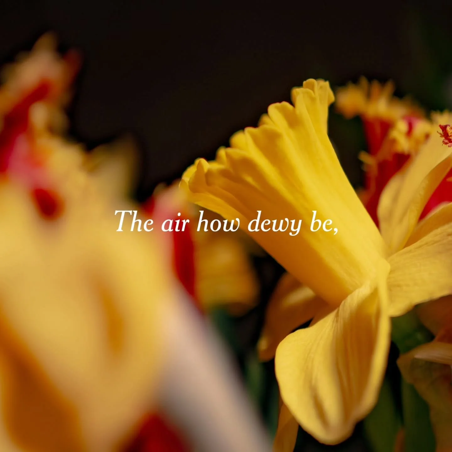 Daffodils bloom at the threshold of spring, emerging from the cold ground as signs of life returning. For centuries, they have come to symbolize rebirth and new beginnings. At Easter, this symbolism is fulfilled: not simply in nature, but in Christ, 