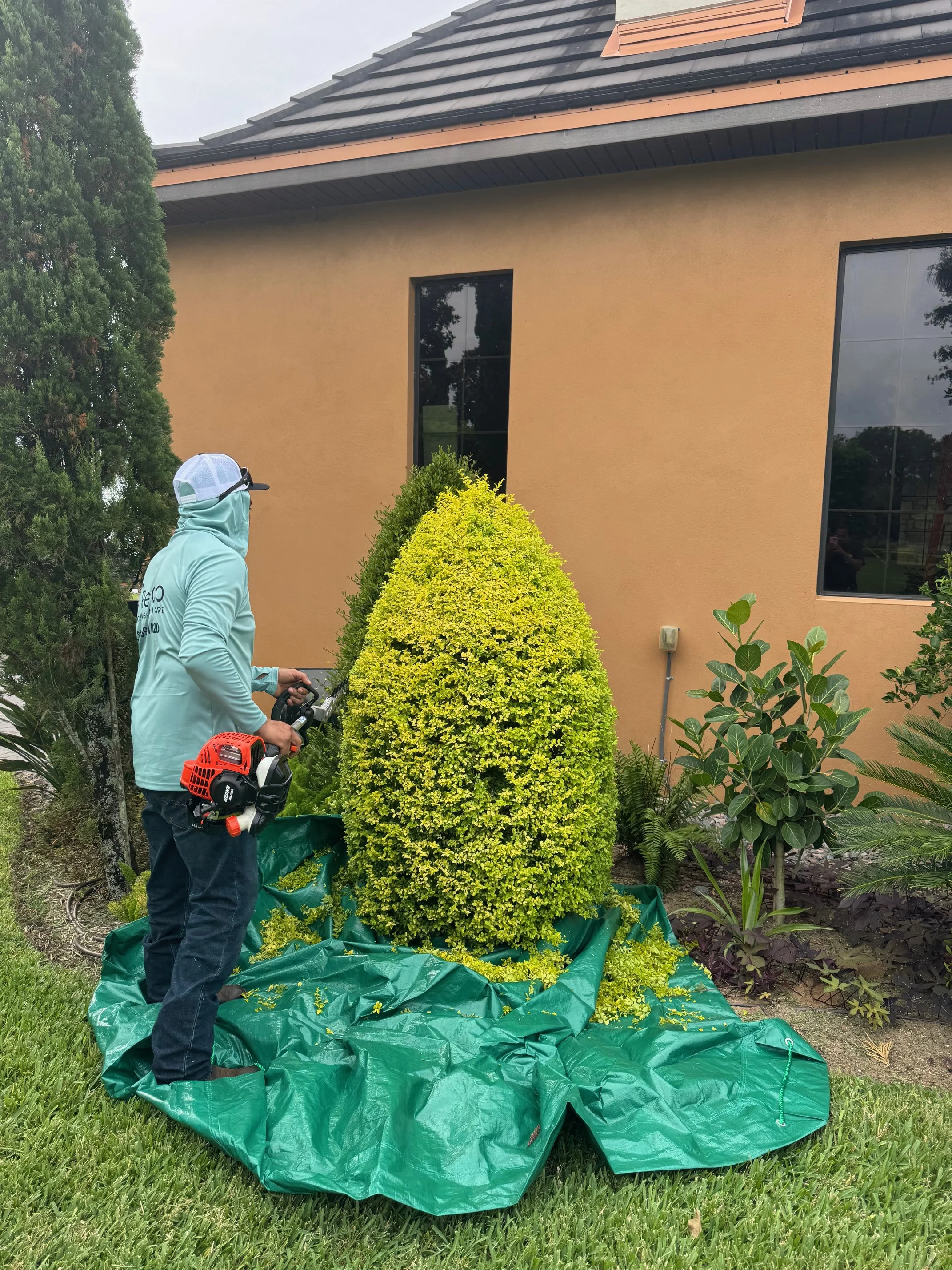 A person wearing a hoodie, cap, and face covering standing outdoors in front of a yellowish-orange house with large windows. They are holding gardening equipment, and a green tarp is spread on the ground around a trimmed bush and other plants.