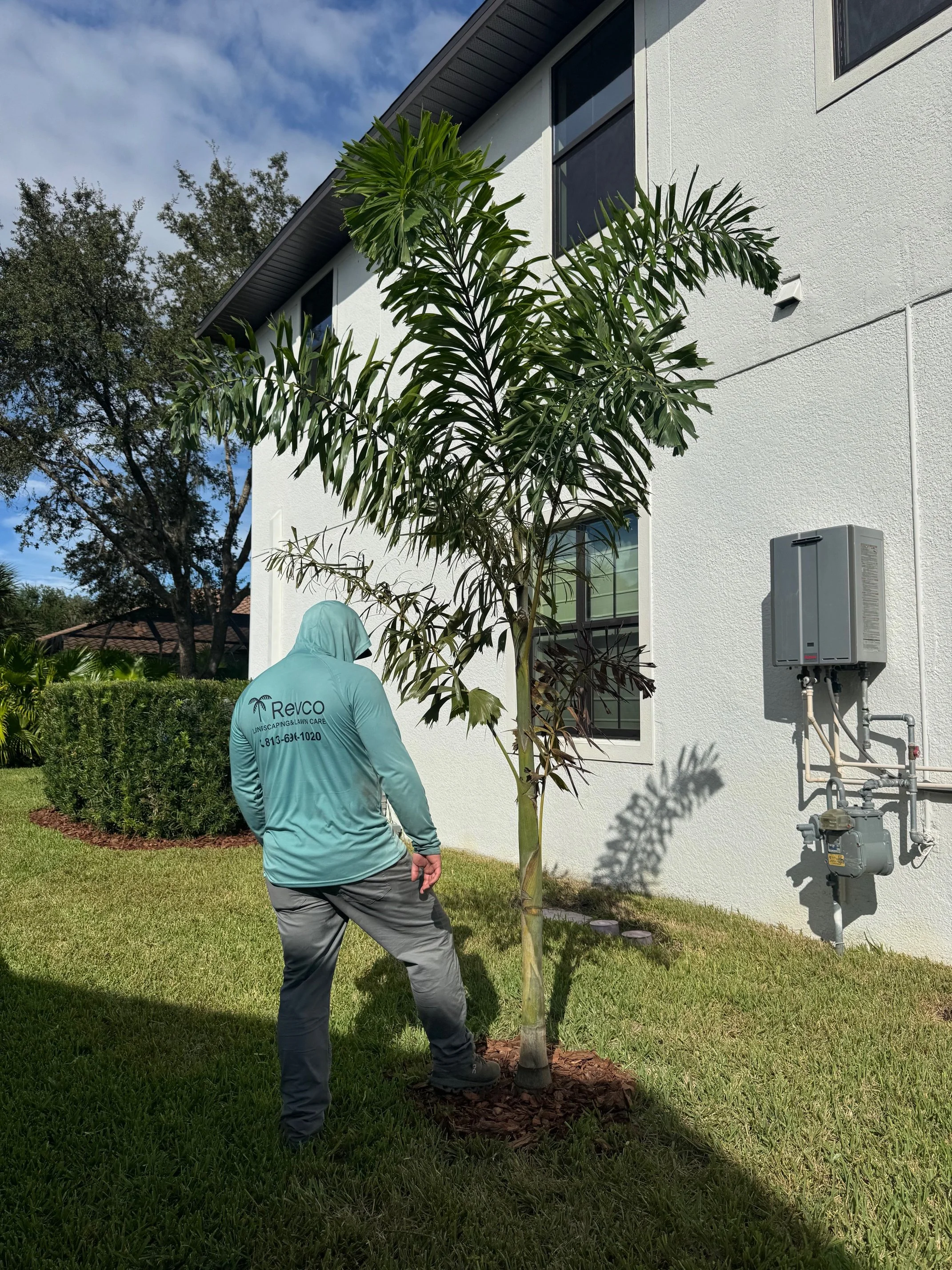 A person wearing a light blue hoodie with the logo and contact information of Revco Landscaping & Lawn Care is planting a small palm tree in a landscaped yard next to a white house. The person is bent over, working around the base of the tree, and th