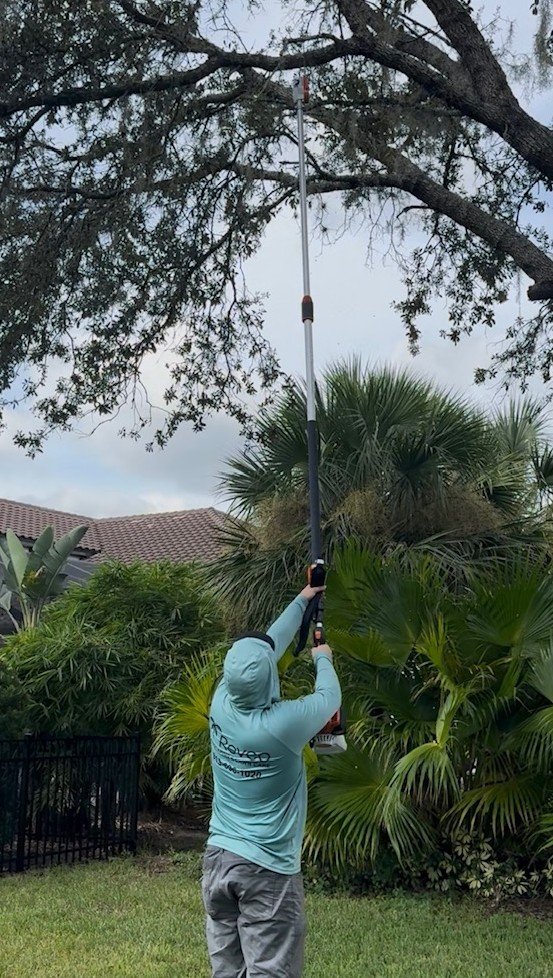 Person wearing a light blue hoodie using a pole to trim or reach a tall tree in a backyard with lush green plants, a black fence, and a house with a tiled roof in the background.