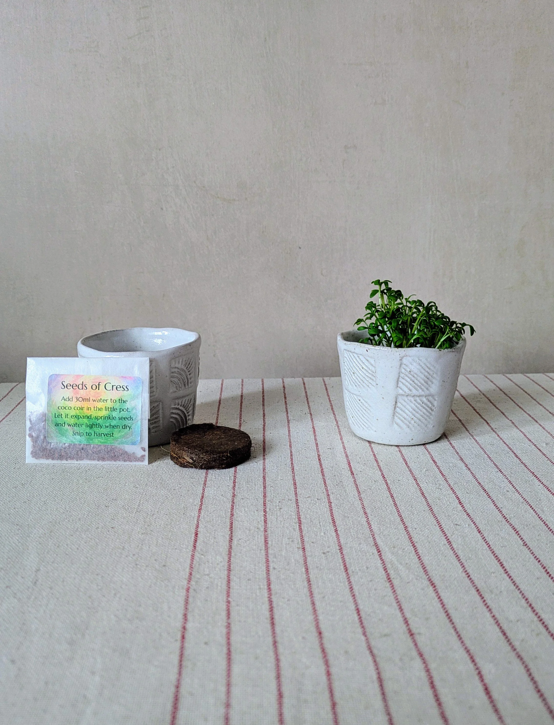 Tiny Pot & Seeds Growing Kit