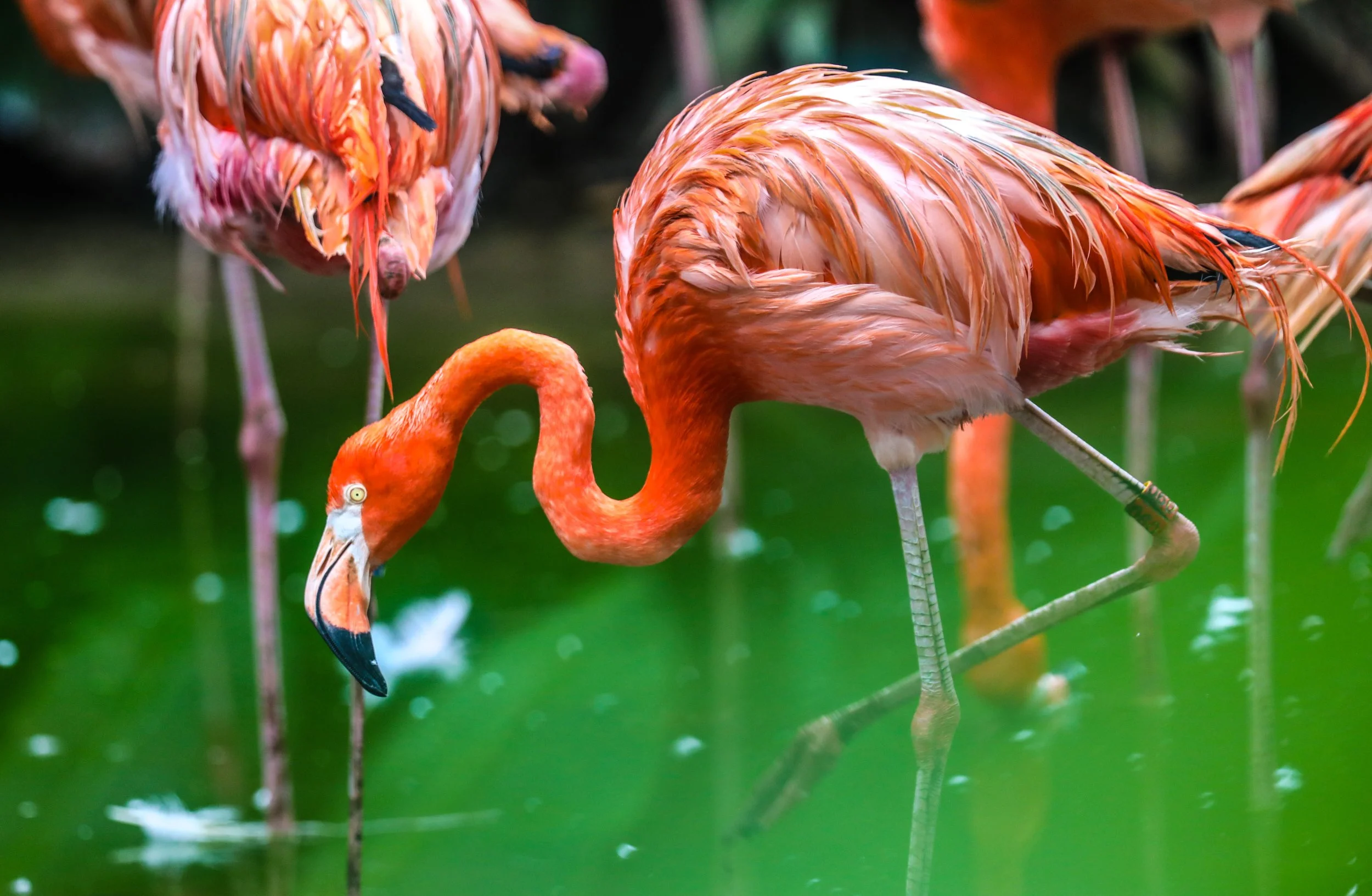 A group of flamingos standing in green water, with one flamingo bending its neck downward.